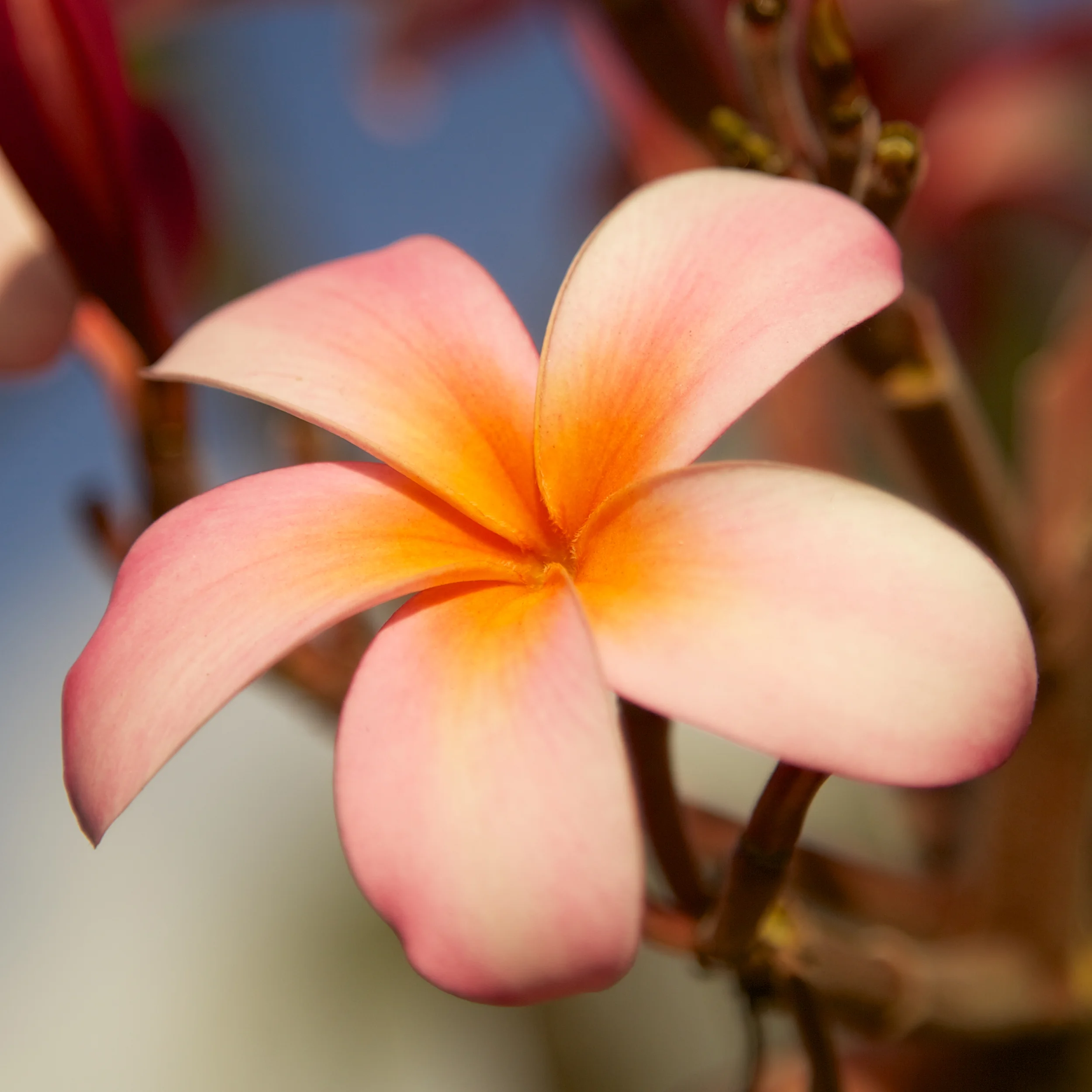 02Maui 1174.jpg