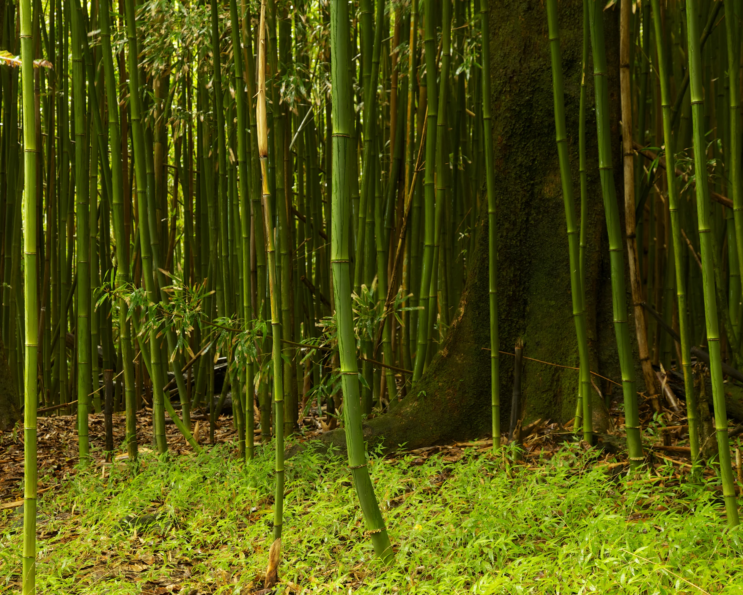 02Maui 427.jpg