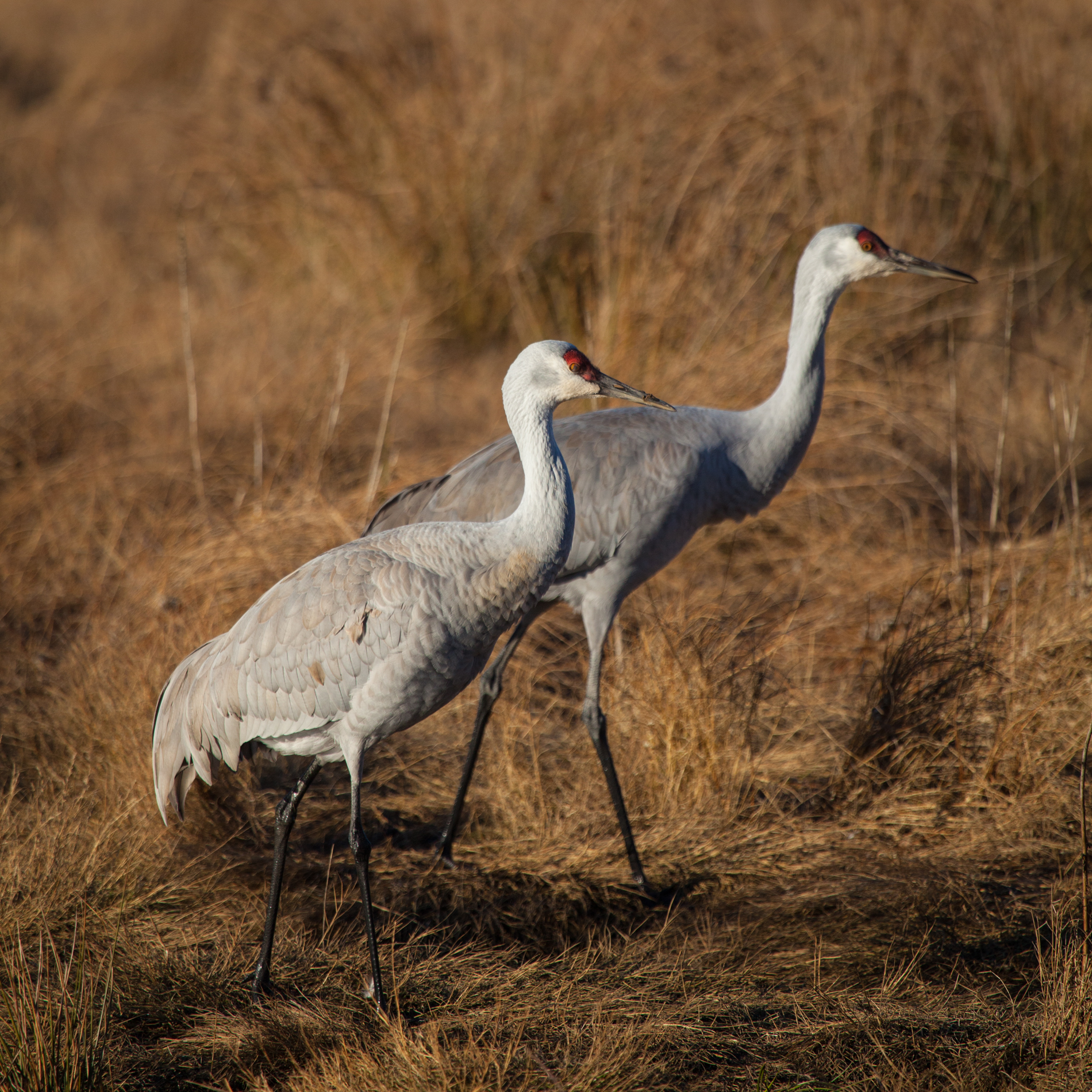 sandhill_cranes.jpg