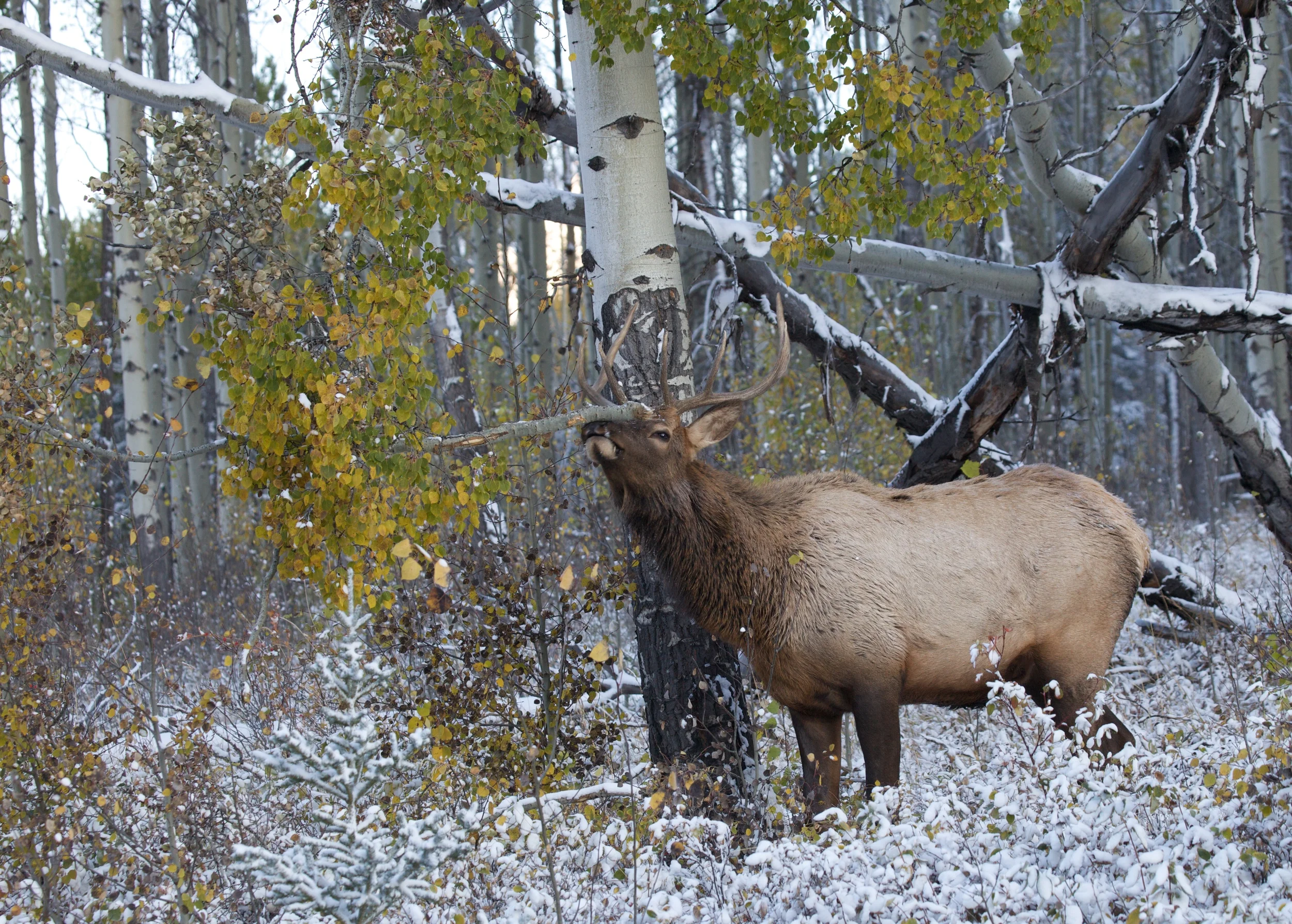 Banff++6241-683485355-O.jpg