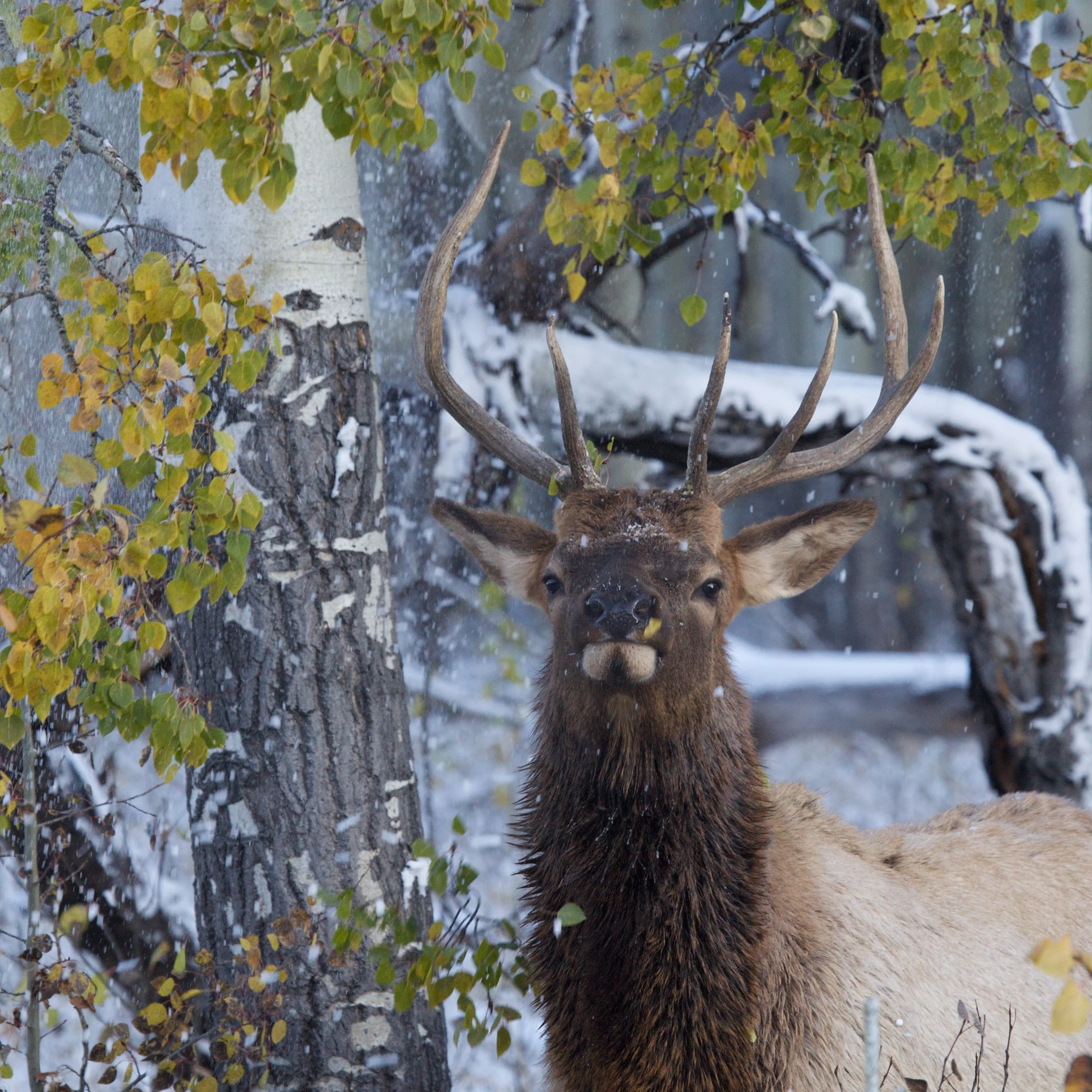 Banff++6269-683483492-O.jpg