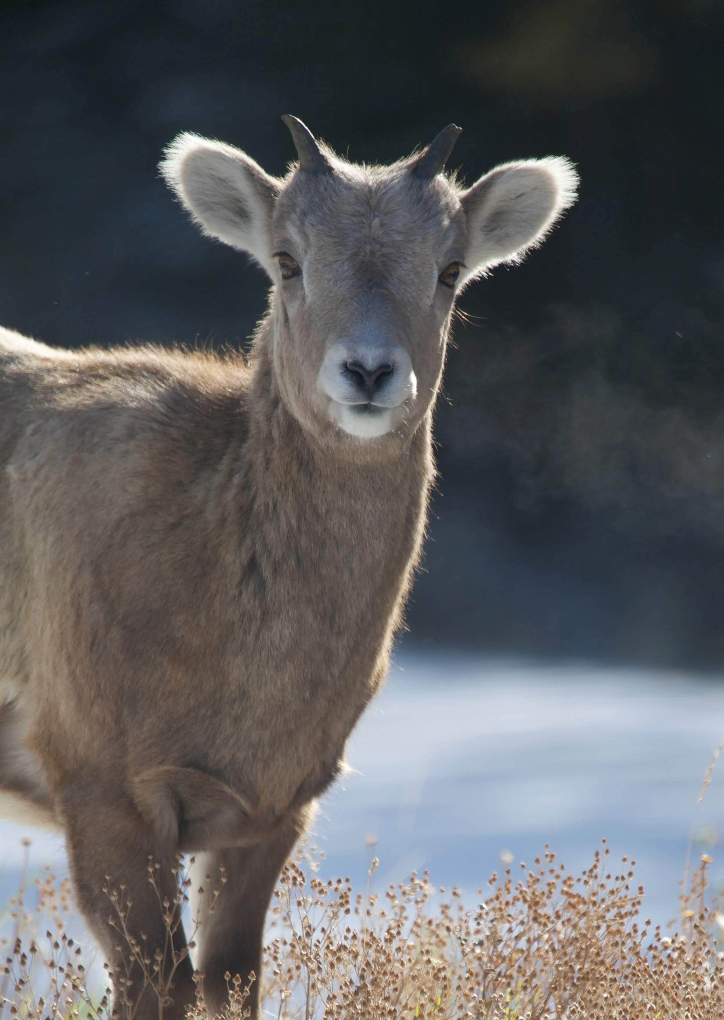 Banff++6329-683481987-O.jpg