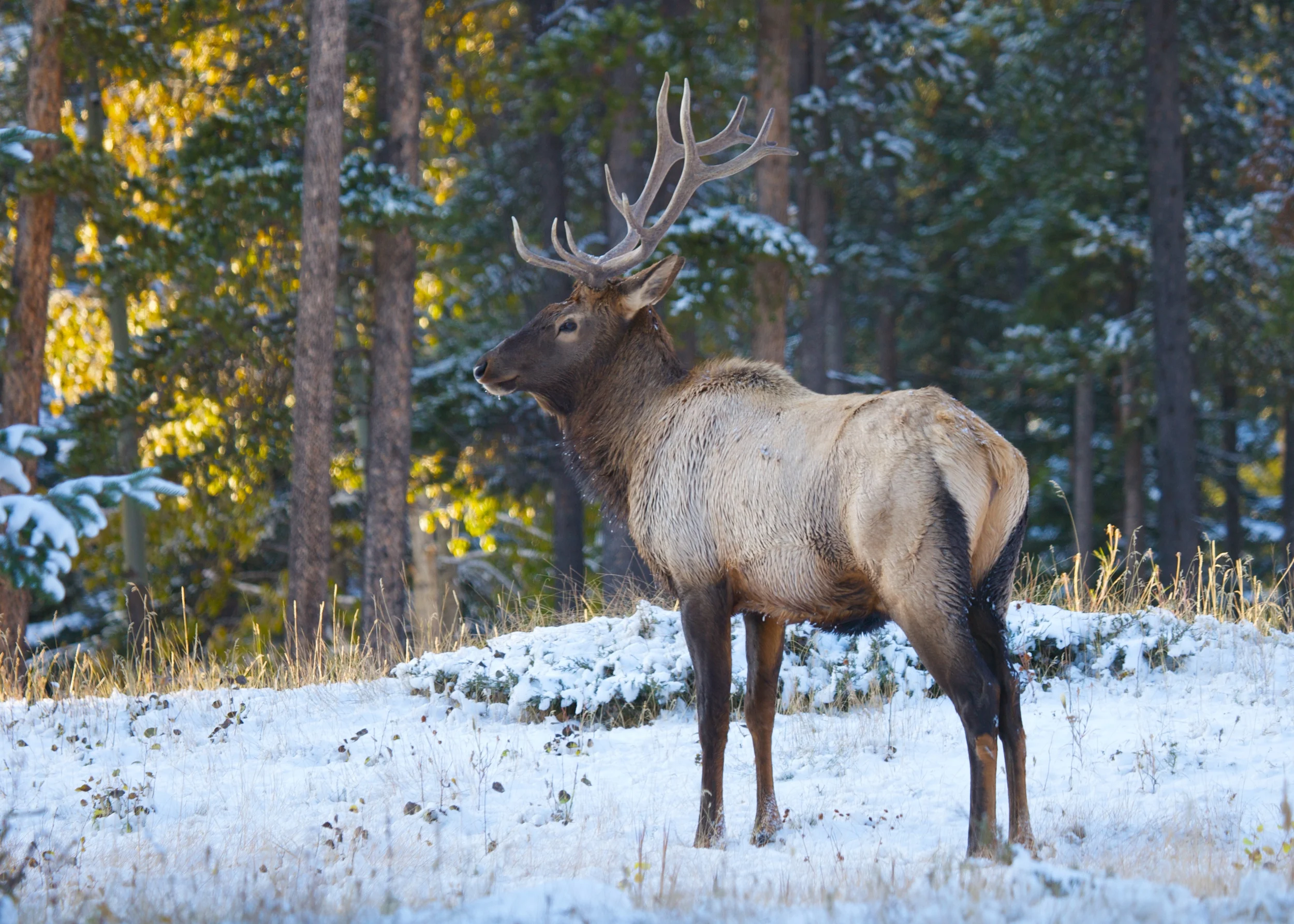Banff++6423-683472039-O.jpg