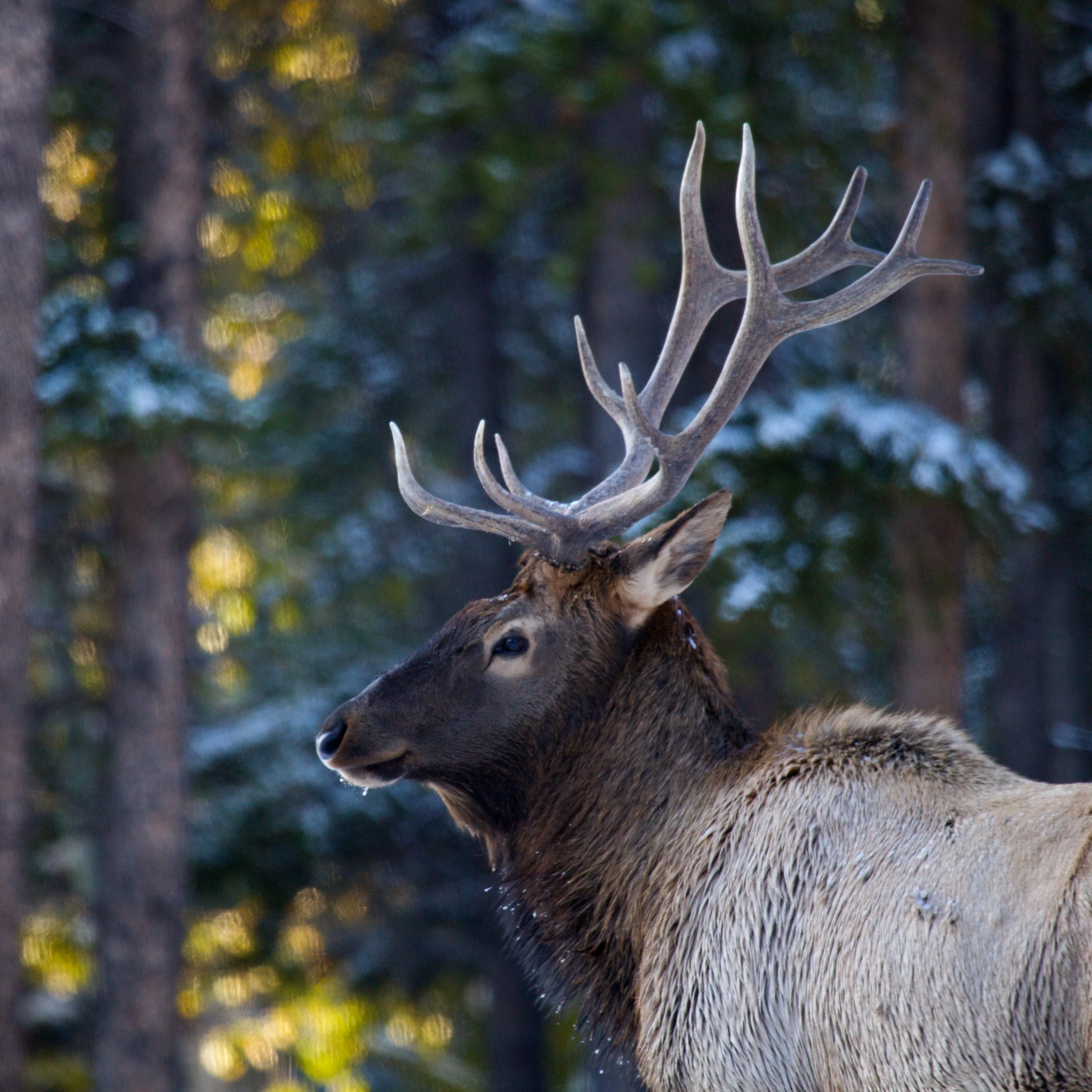 Banff++6424-683481023-O.jpg