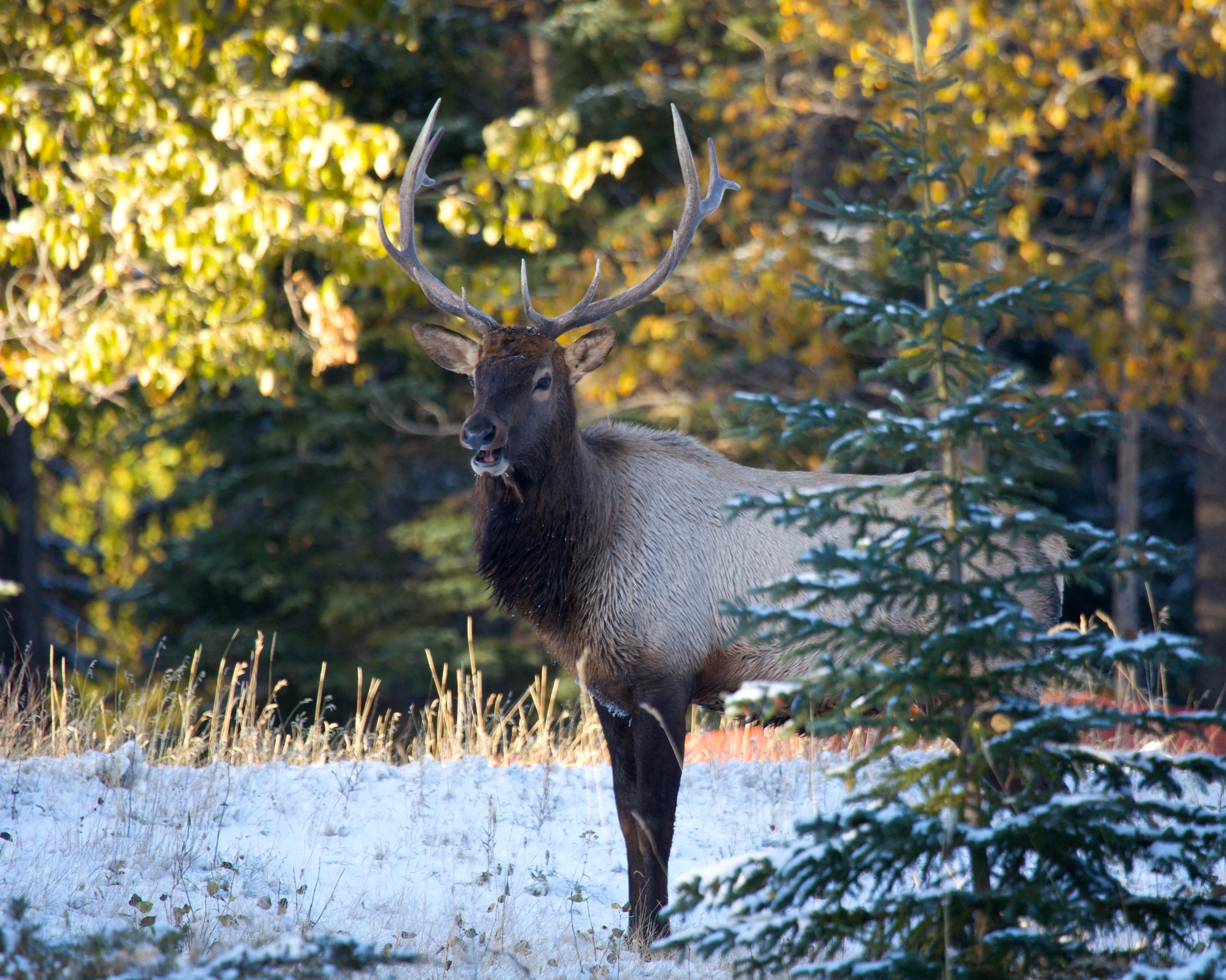 Banff++6433-683480281-O.jpg