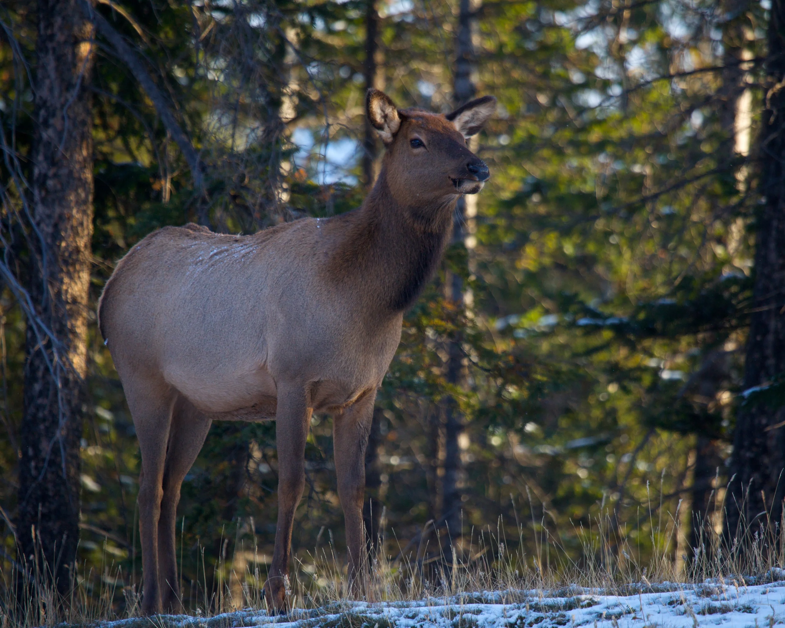 Banff++6529-683478740-O.jpg