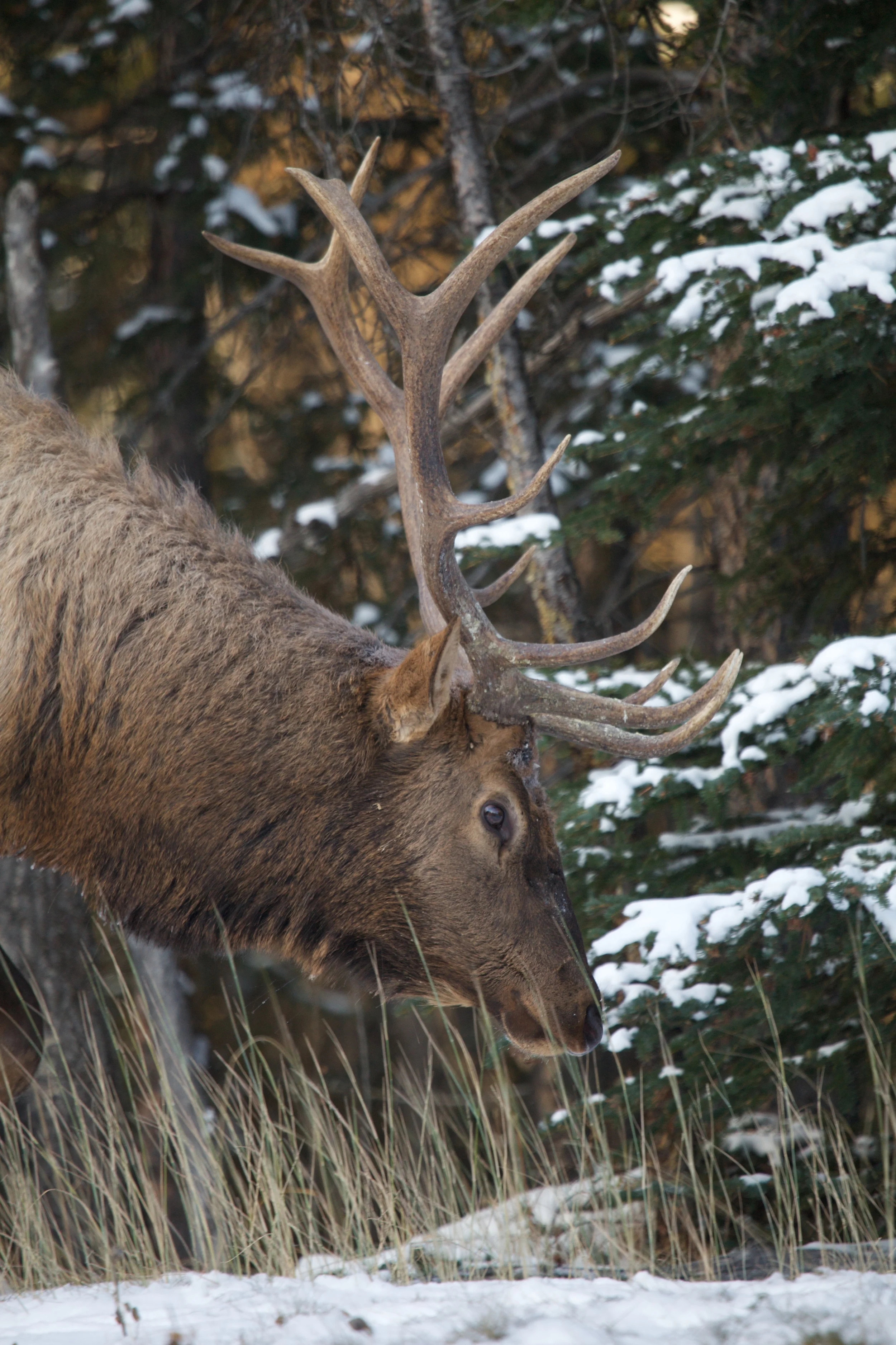 Banff++6564-683475904-O.jpg