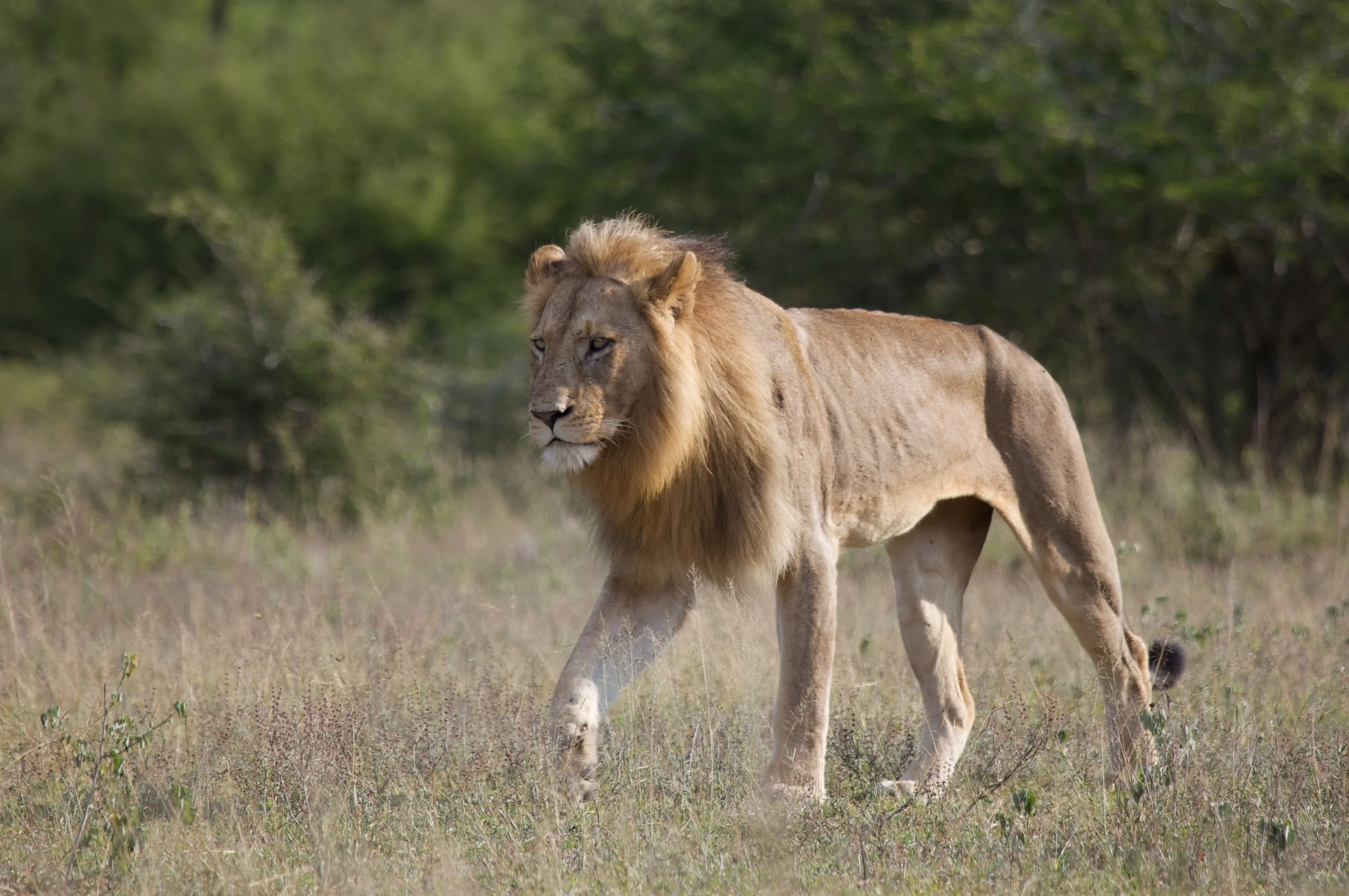 Kruger++8290-790400556-O.jpg