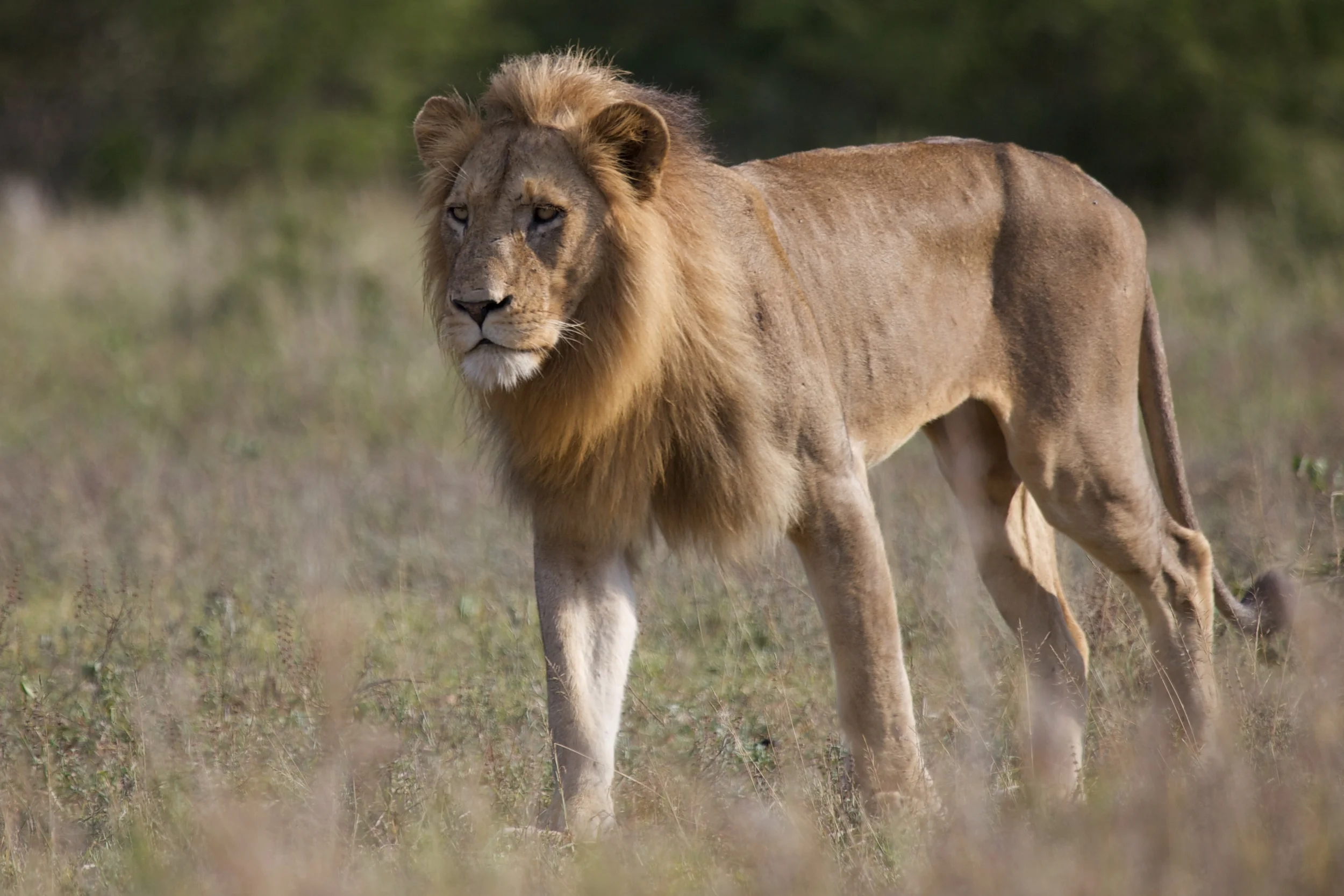 Kruger++8293-790400270-O.jpg