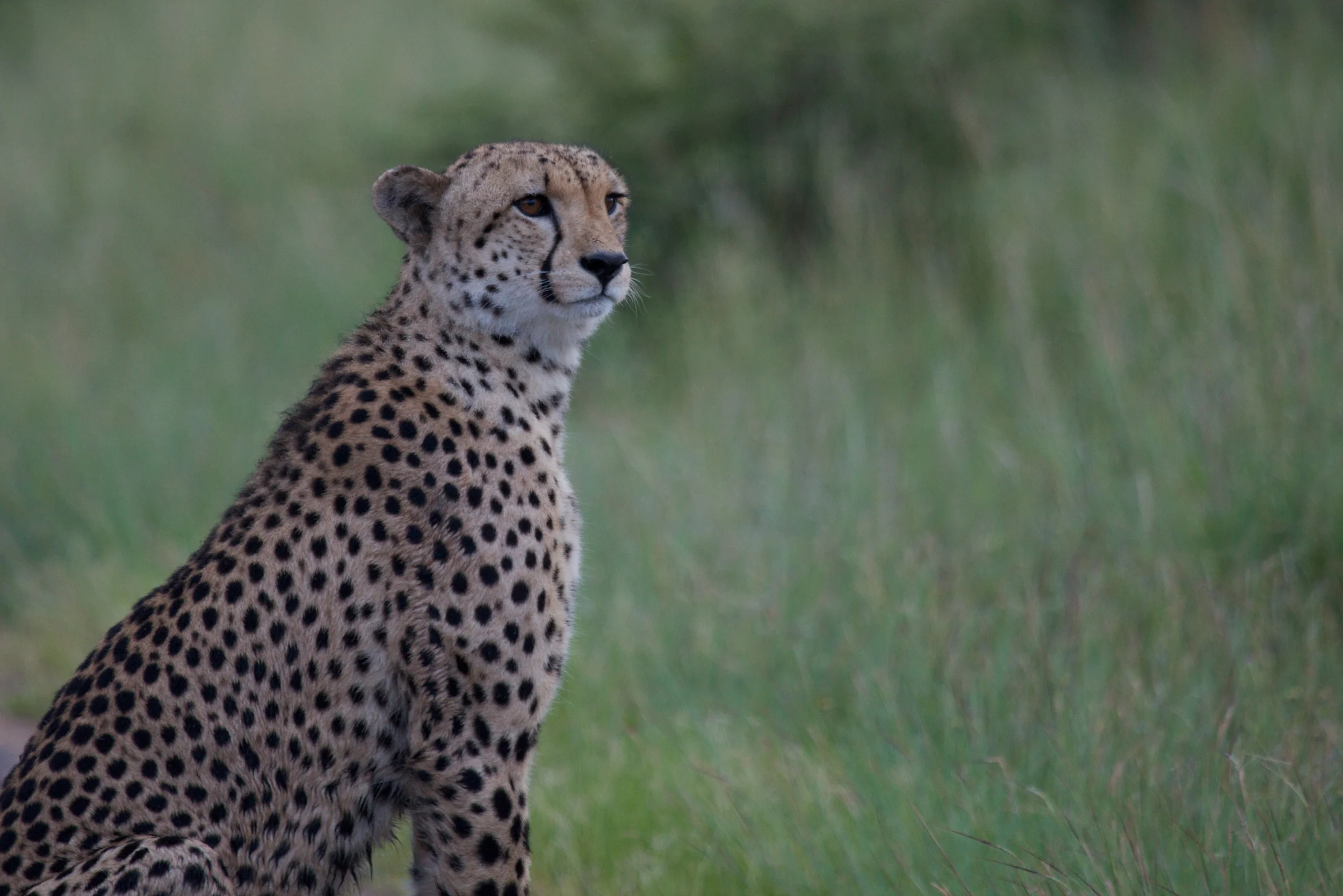 Kruger++8501-792851413-O.jpg