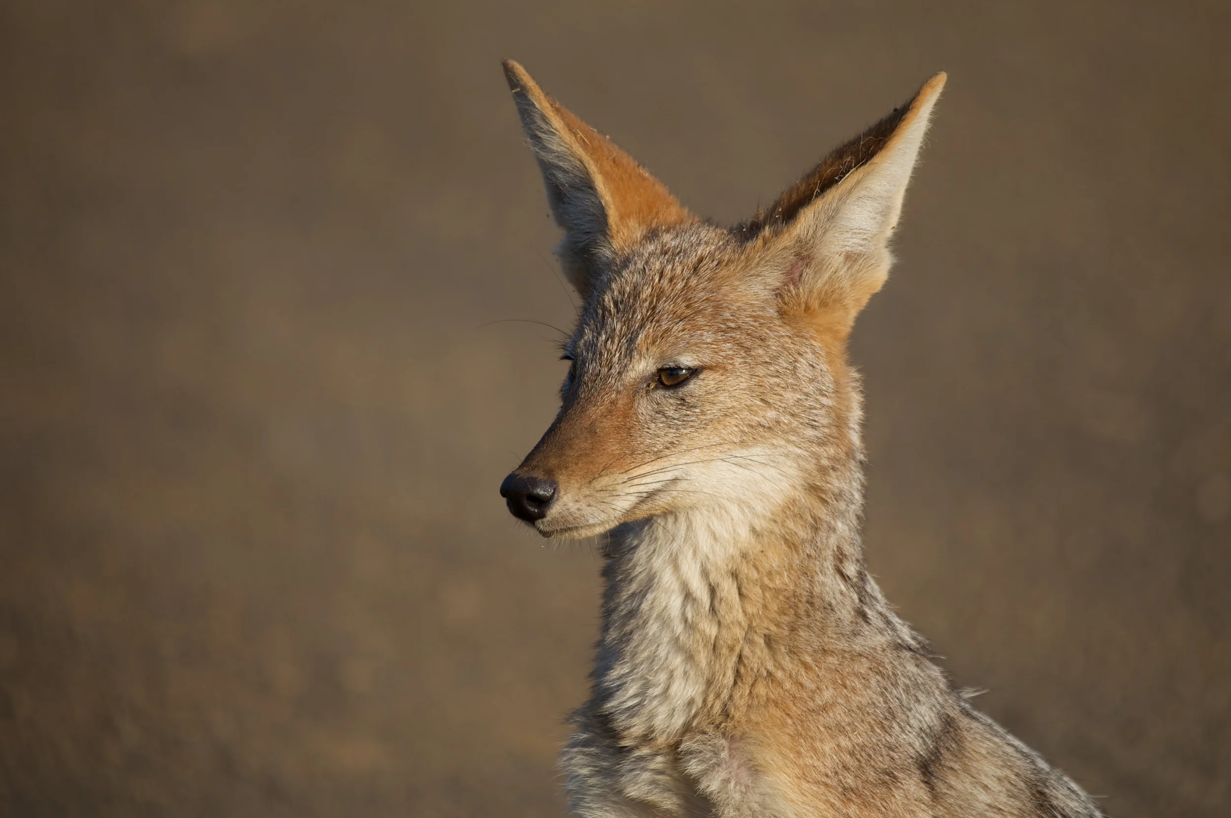 Kruger++9061-789661437-O.jpg