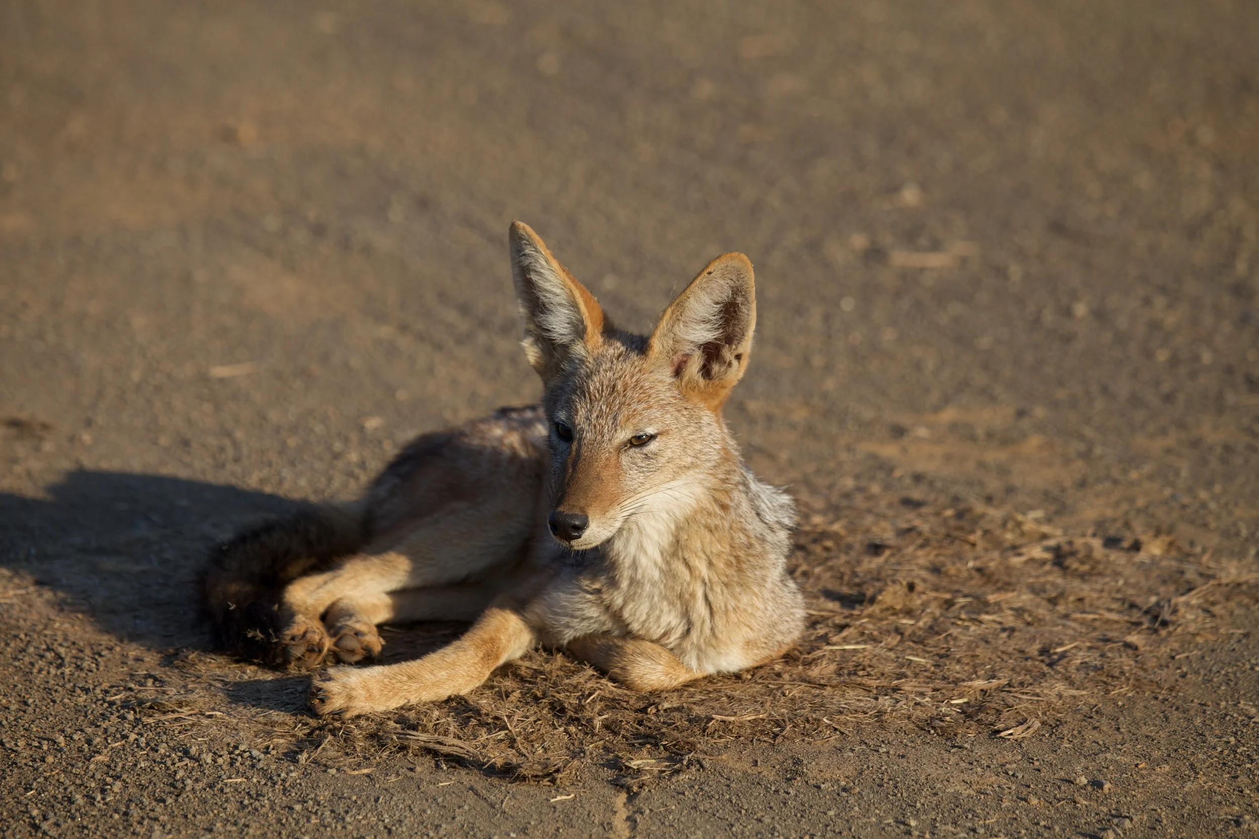 Kruger++9054-789662061-O.jpg