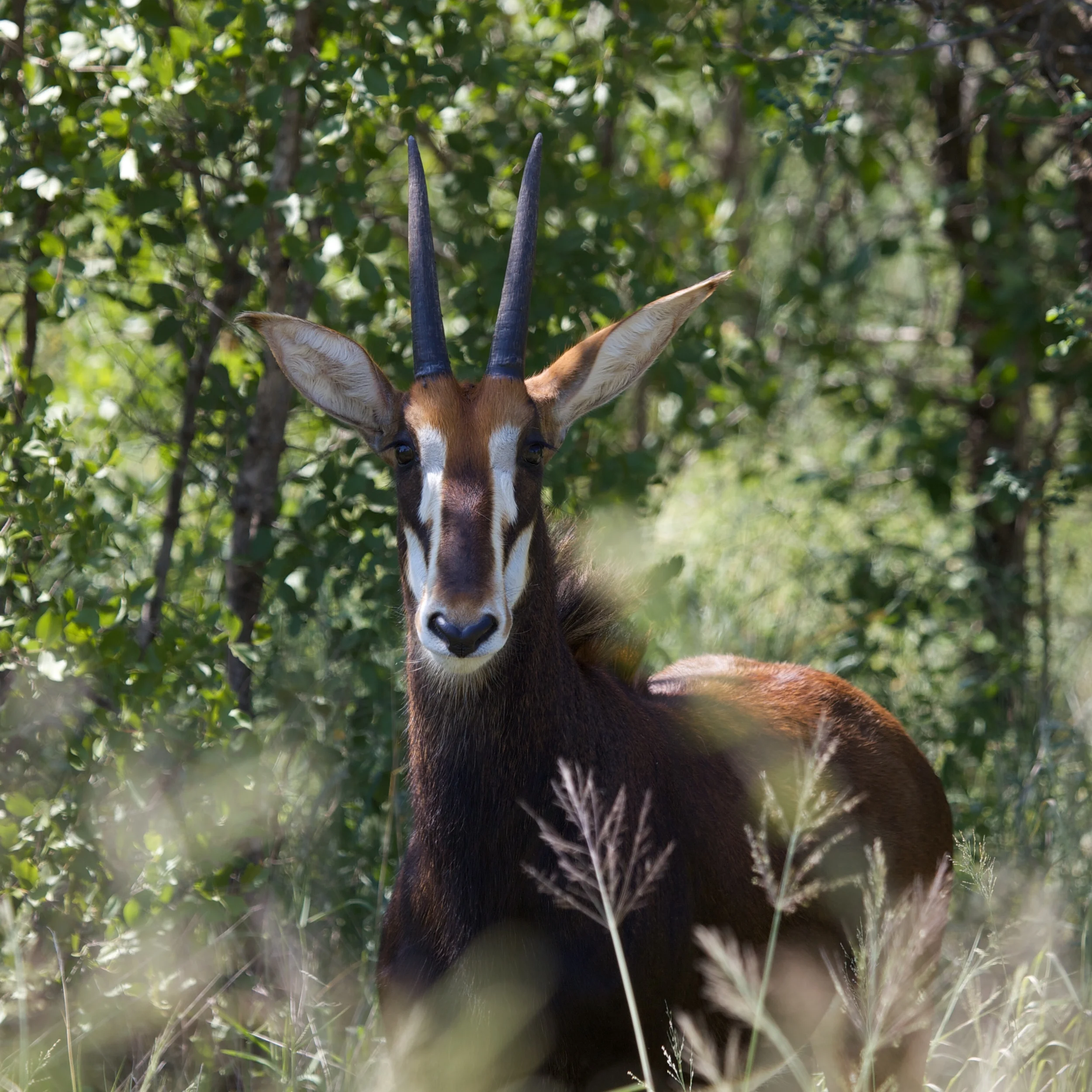Kruger++9108-792860821-O.jpg