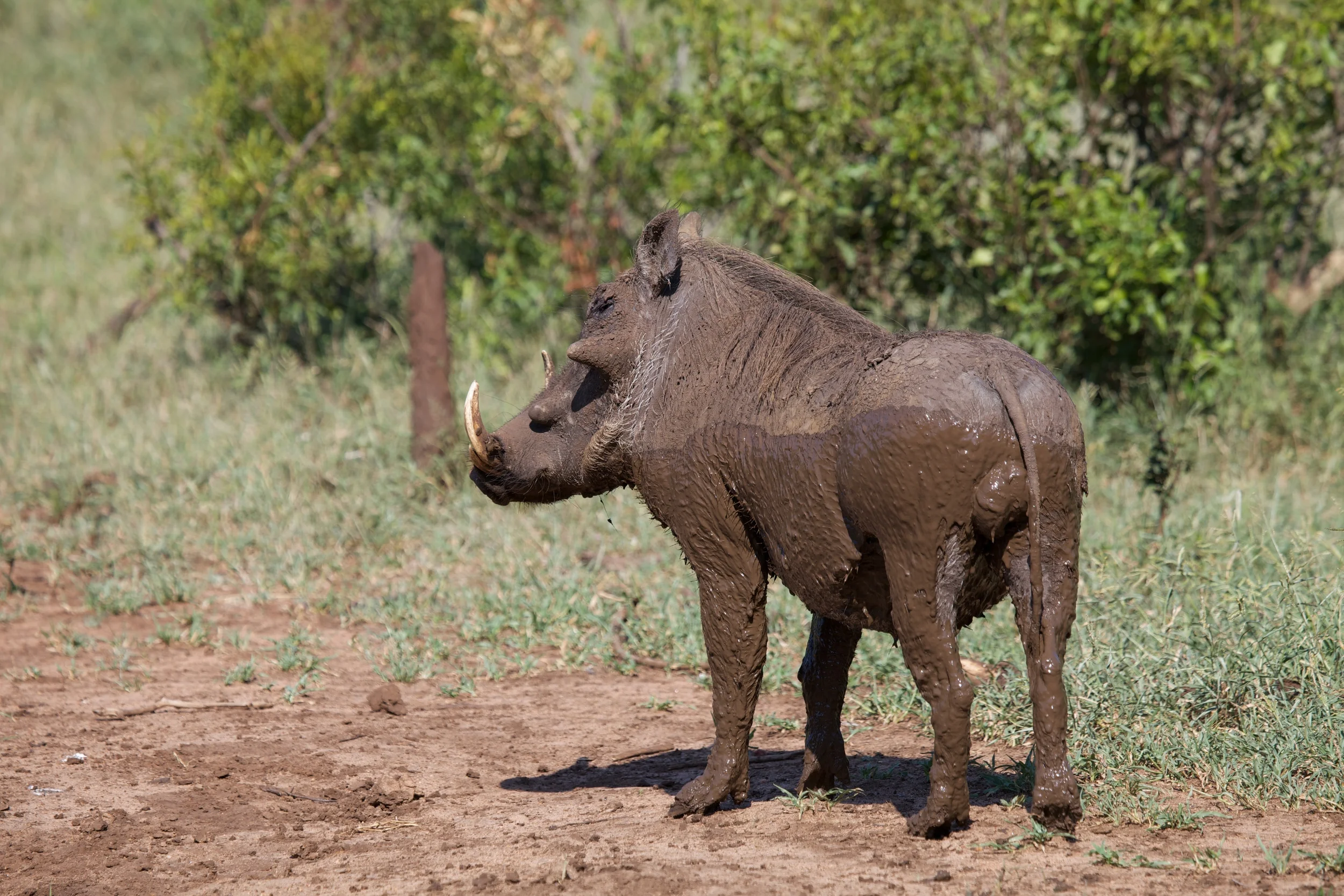 Kruger++9087-792862232-O.jpg