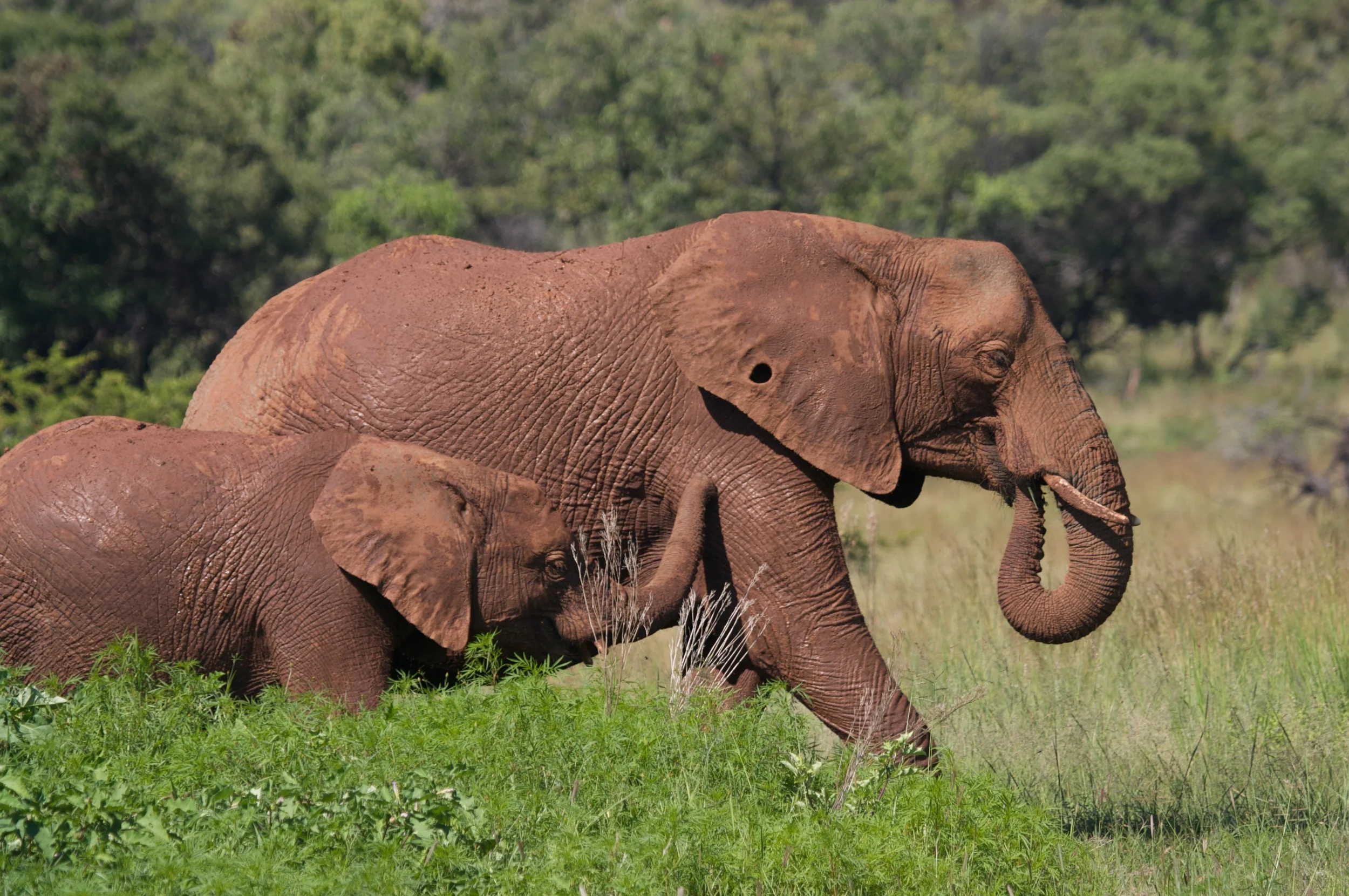 Pilanesberg022009++2041+37-661277863-O.jpg