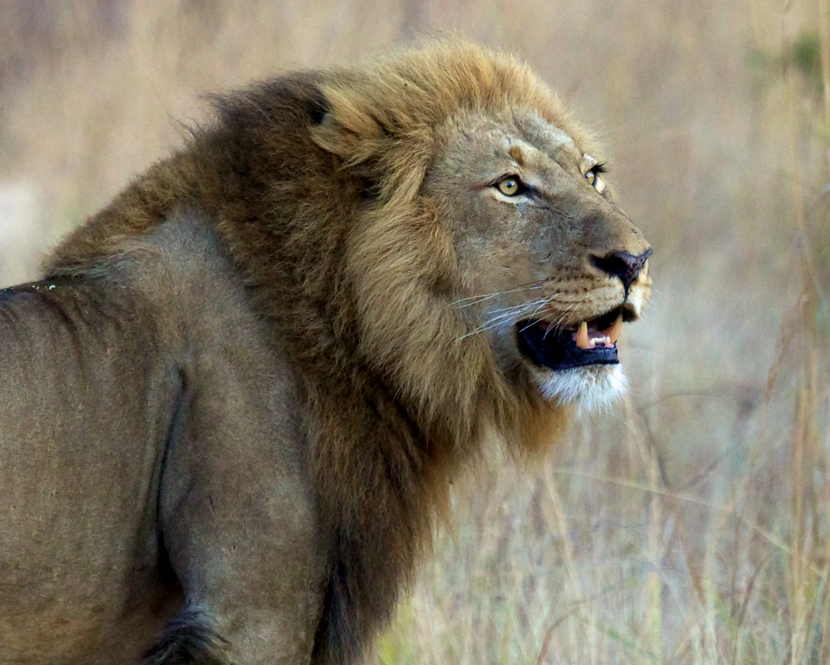 SAKruger++21378-1608691656-O.jpg