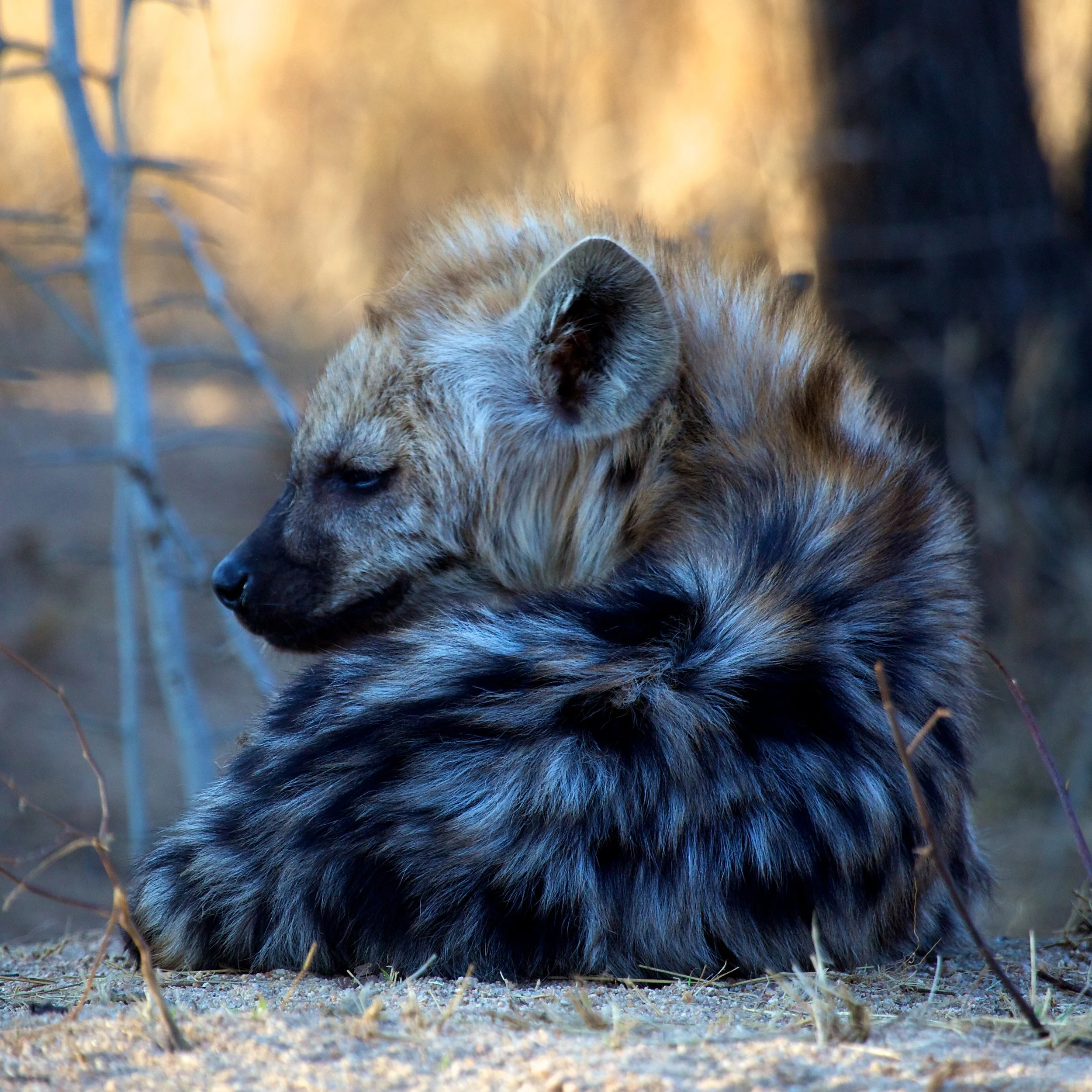SAKruger++21342-1608692504-O.jpg