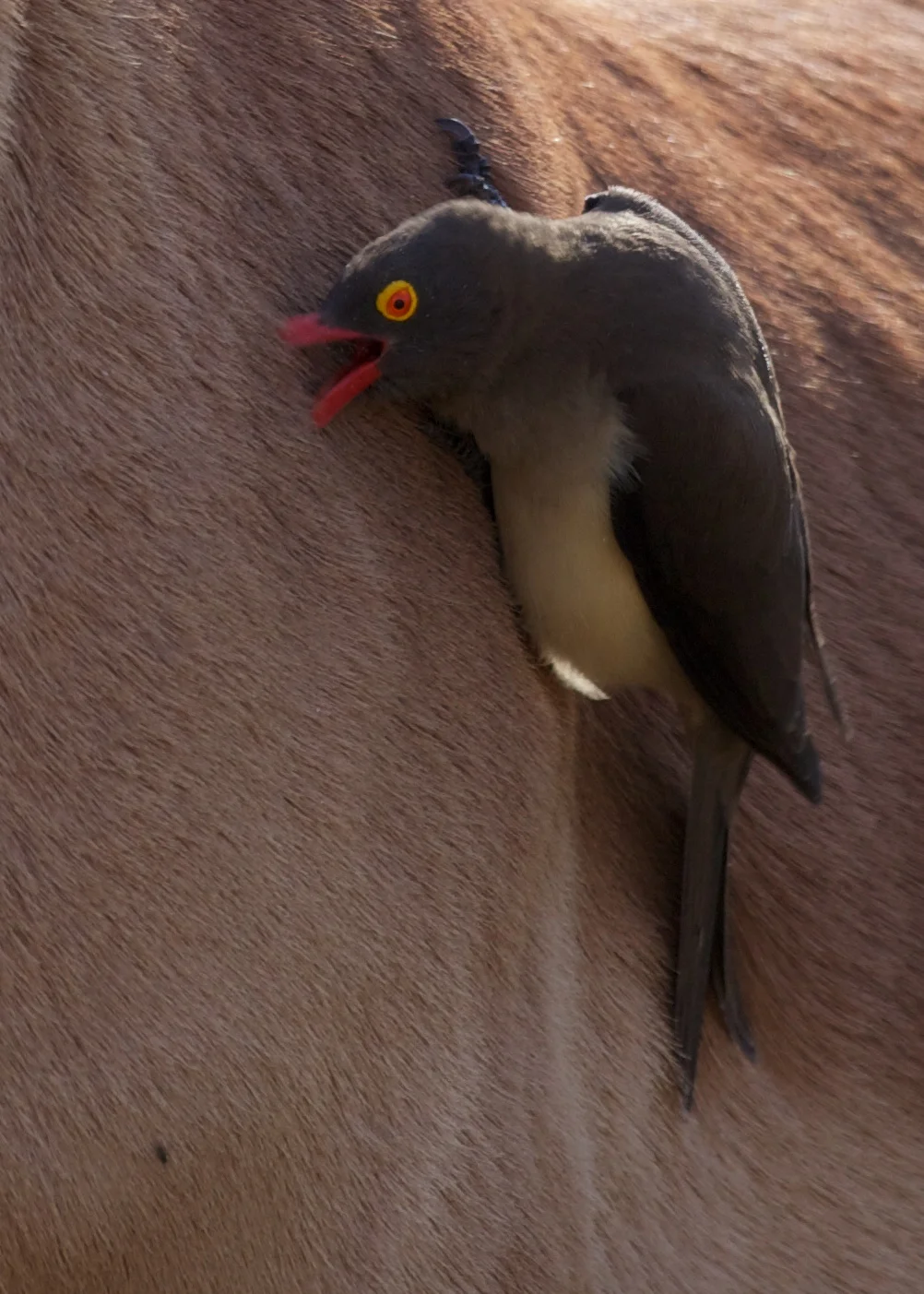 SAKruger++21410-1608690908-O.jpg