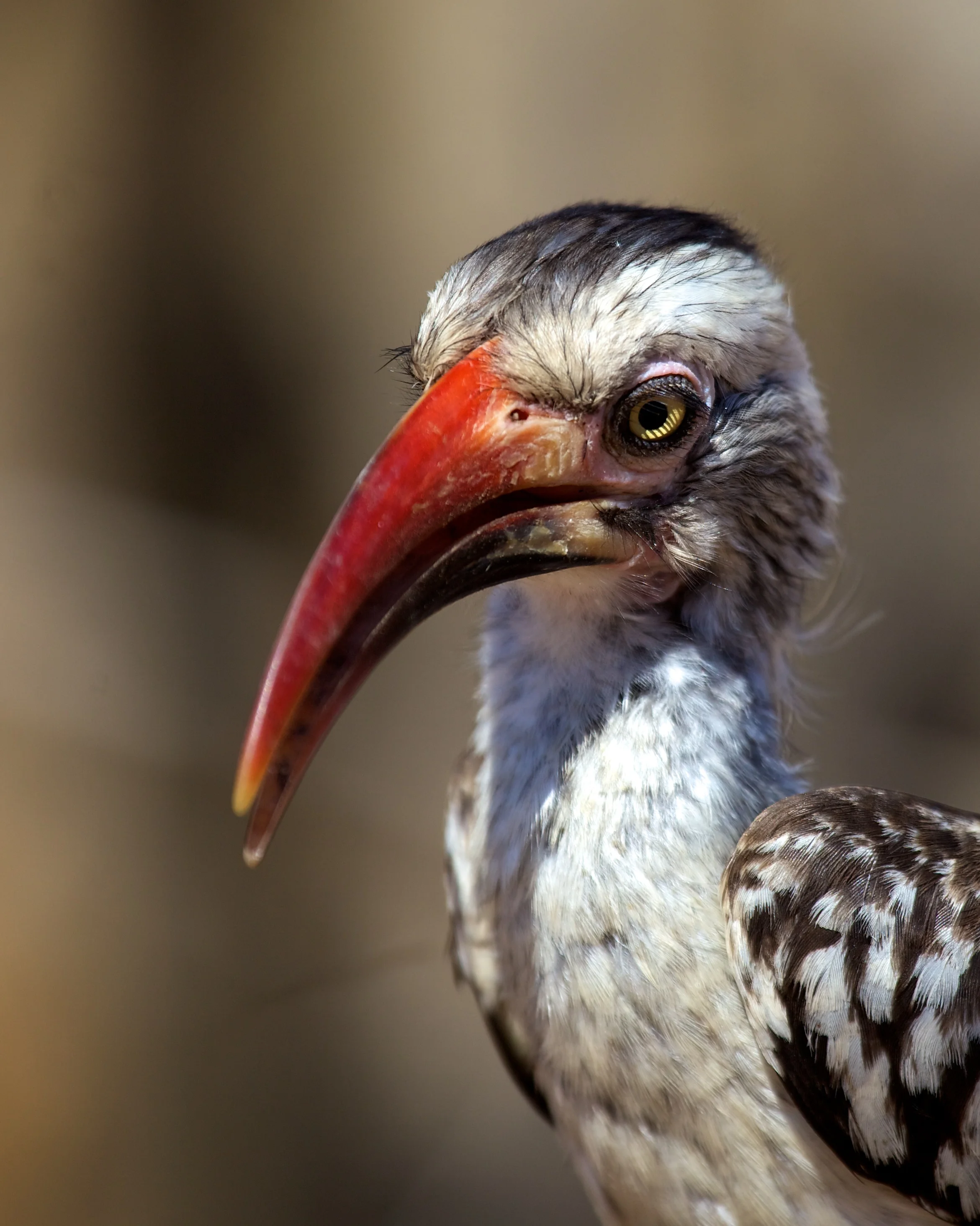 SAKruger++21739-1608685666-O.jpg