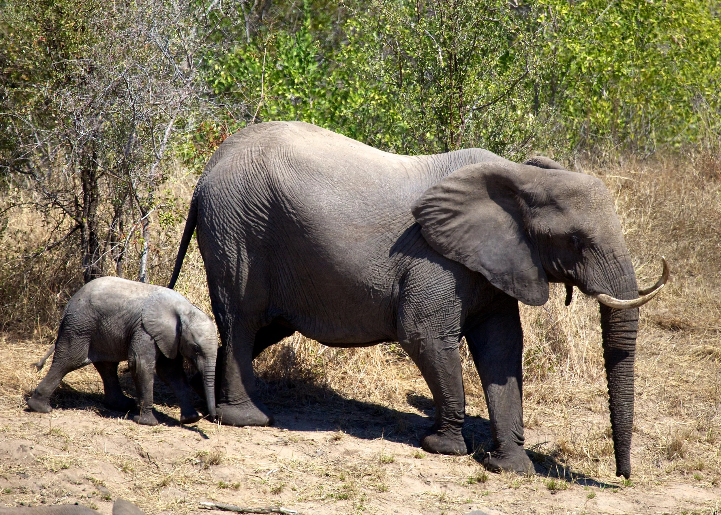 SAKruger++21689-1608687029-O.jpg