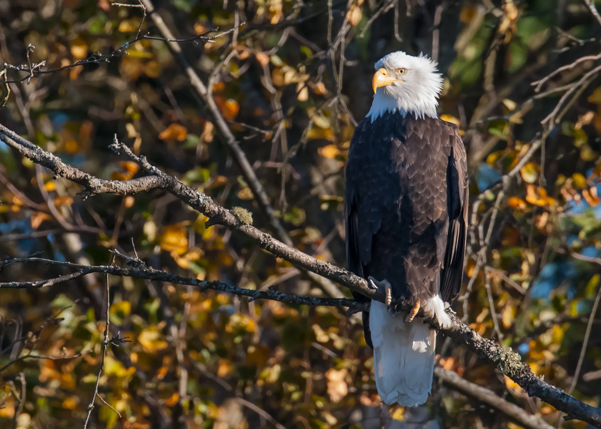 A bald eagle, in the tree right near the front entrance.
