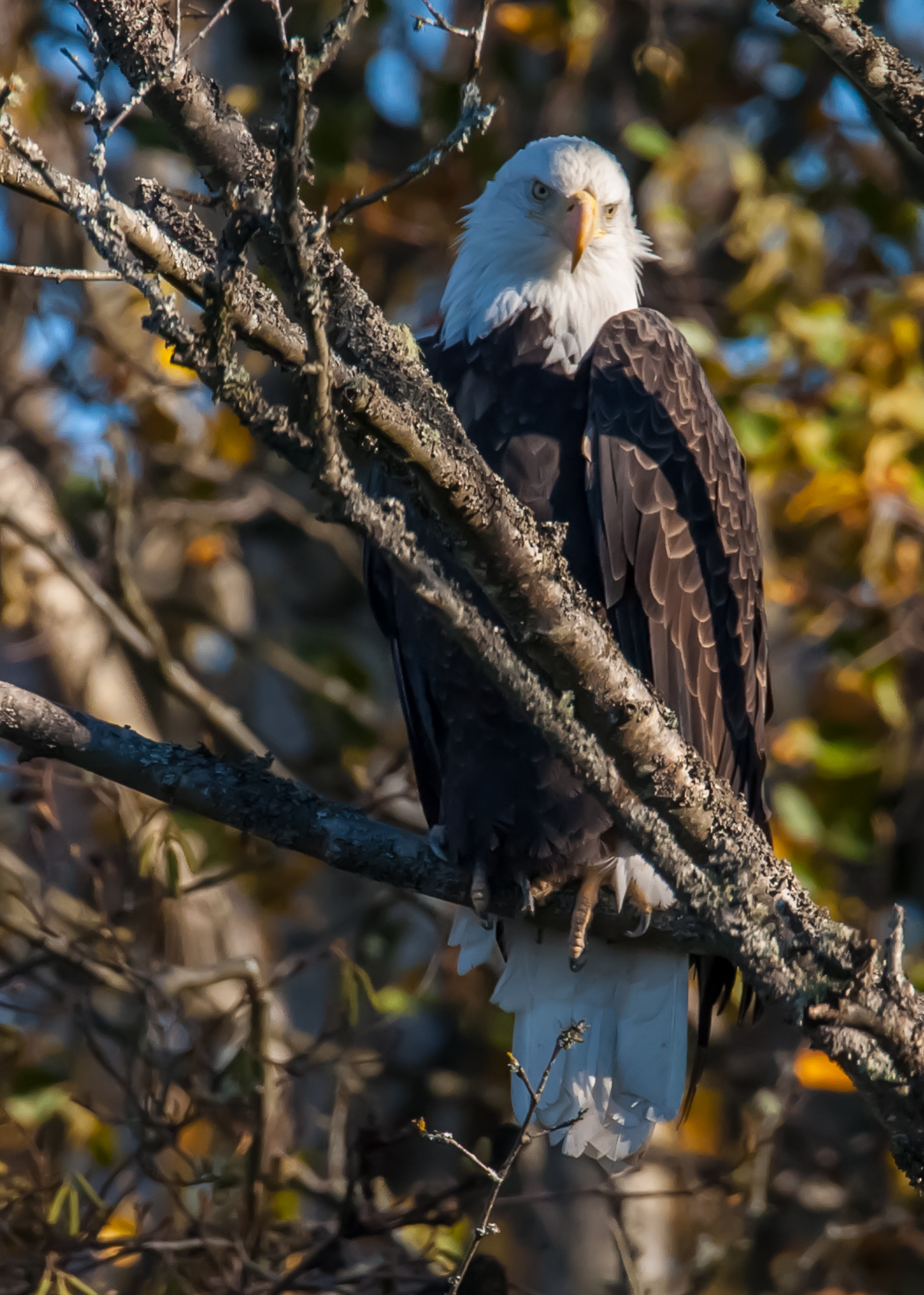 This bald eagle was keeping an eye on me.
