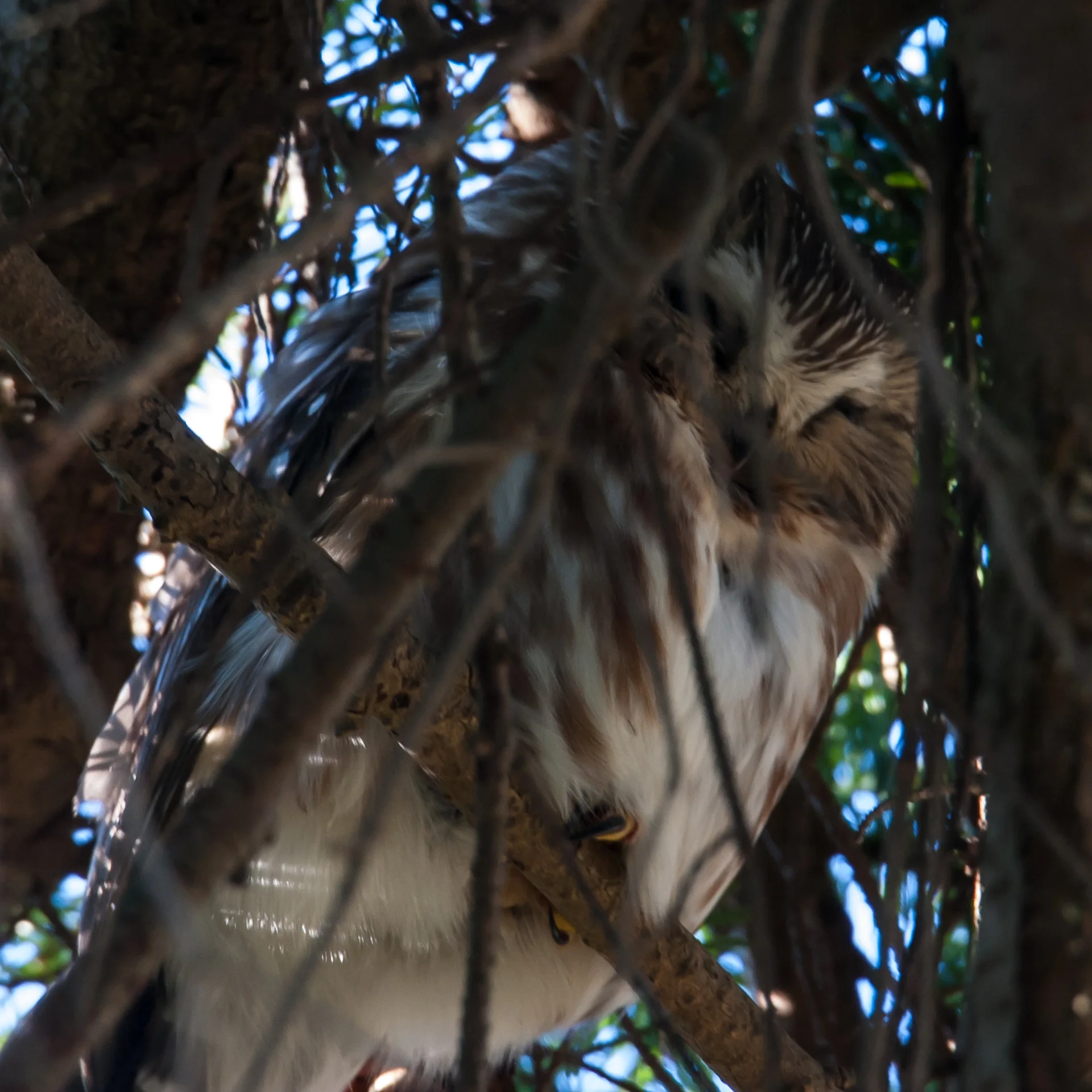 A little saw whet owl, sitting deep in the trees.