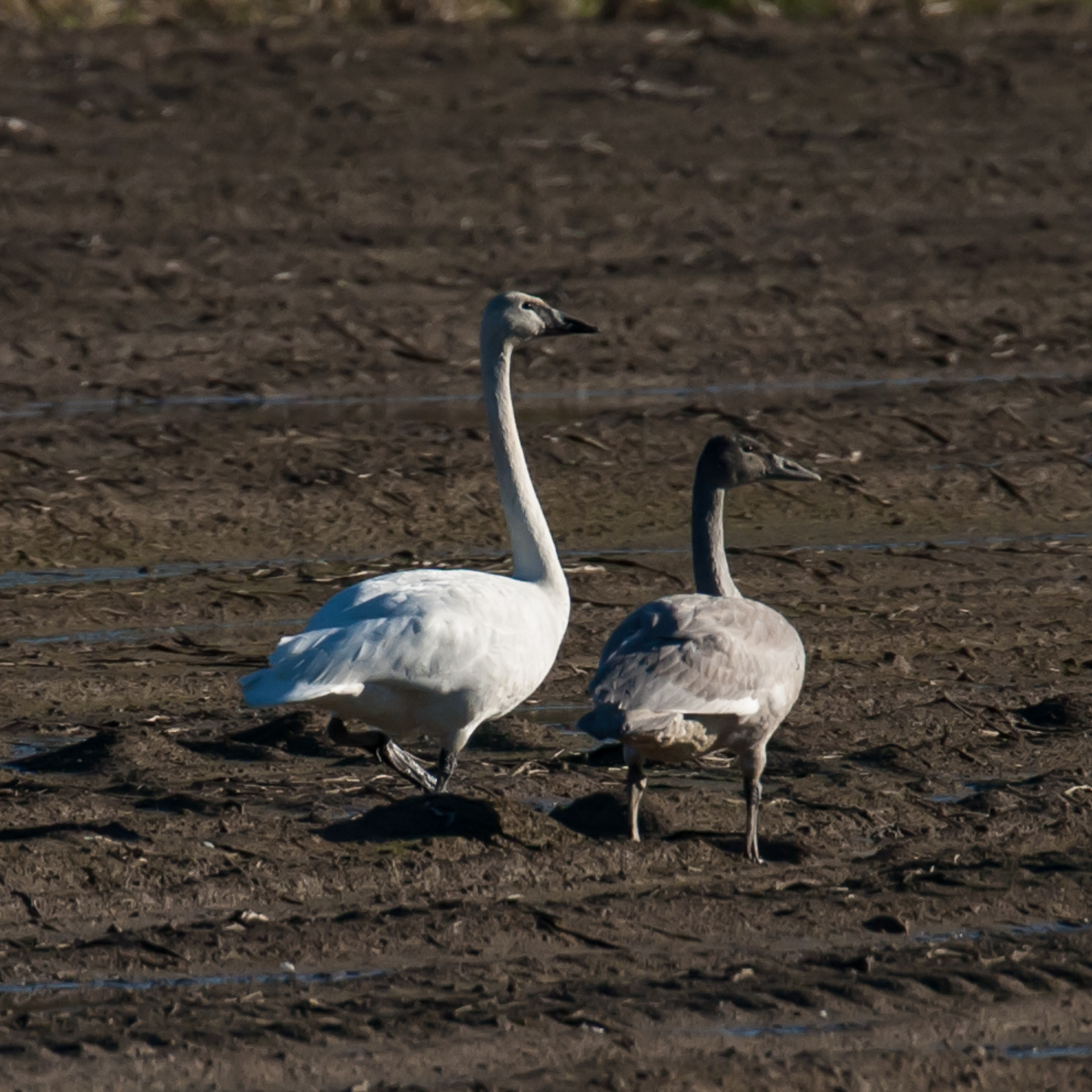 There were a number of trumpeter swans in the fields surrounding the sanctuary.&nbsp;