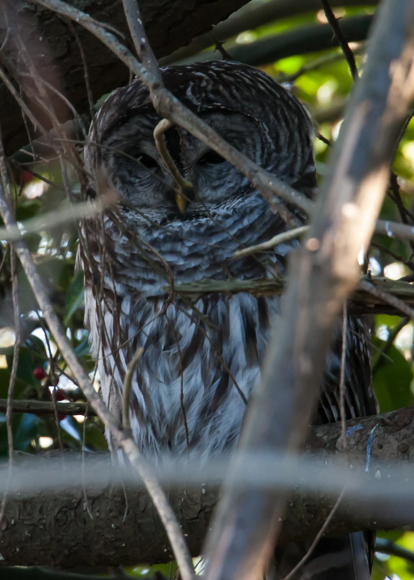 This barred owl was sitting deep in the trees, totally hidden in shadow. I only managed one decent picture.&nbsp;