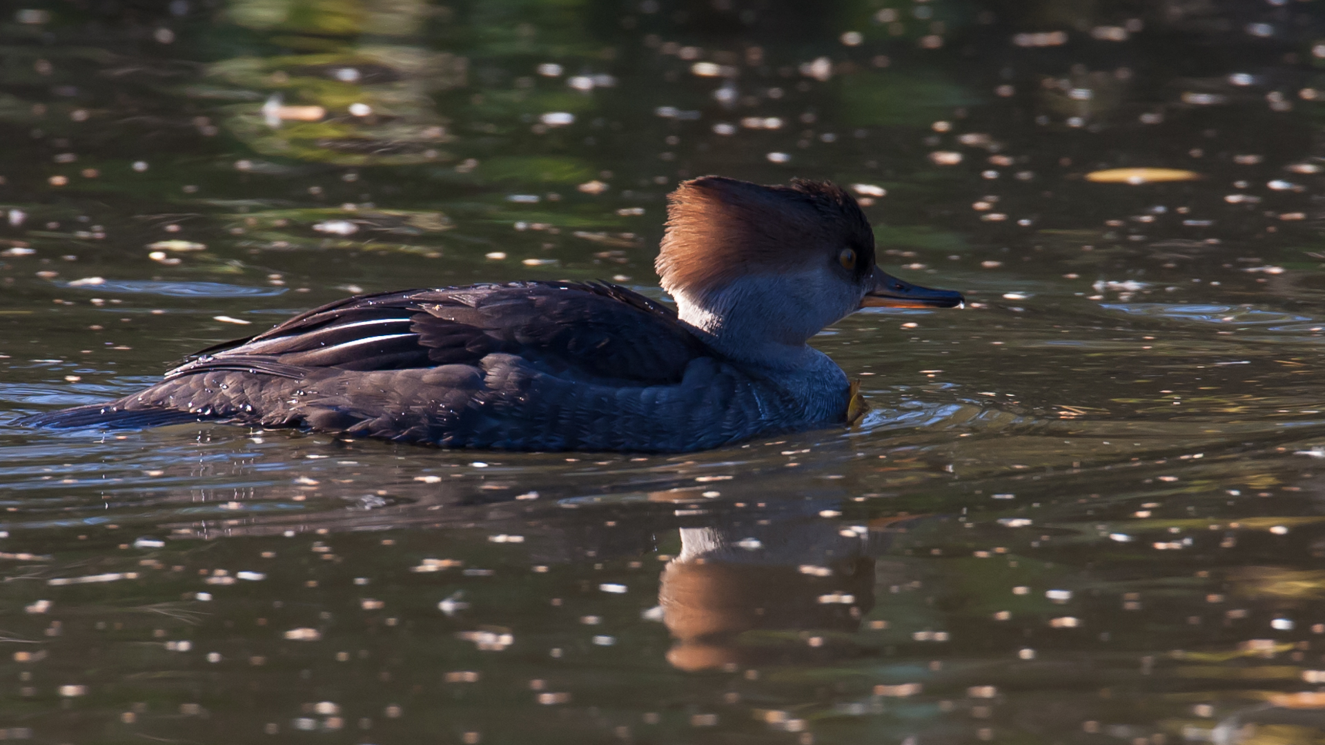 I believe this is a common merganser, but I'm not 100%.