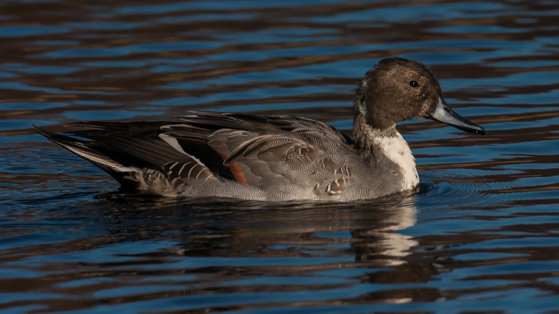 And my favourite of our ducks, the northern pintail.
