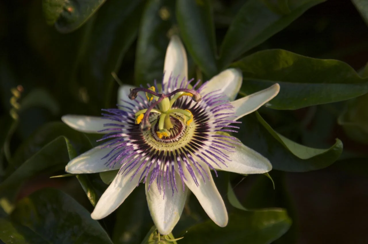 CRW_8963.jpg