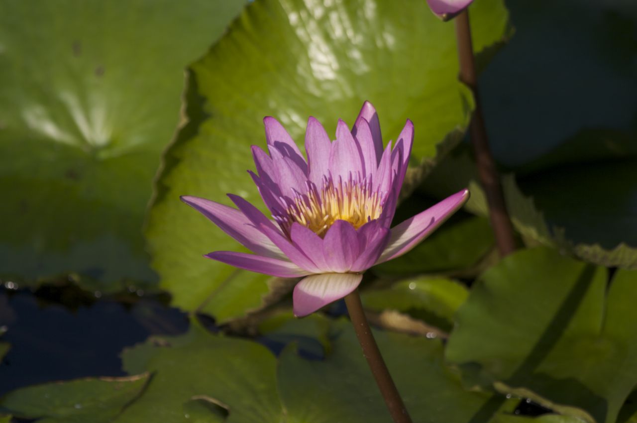 Lily pad flowers