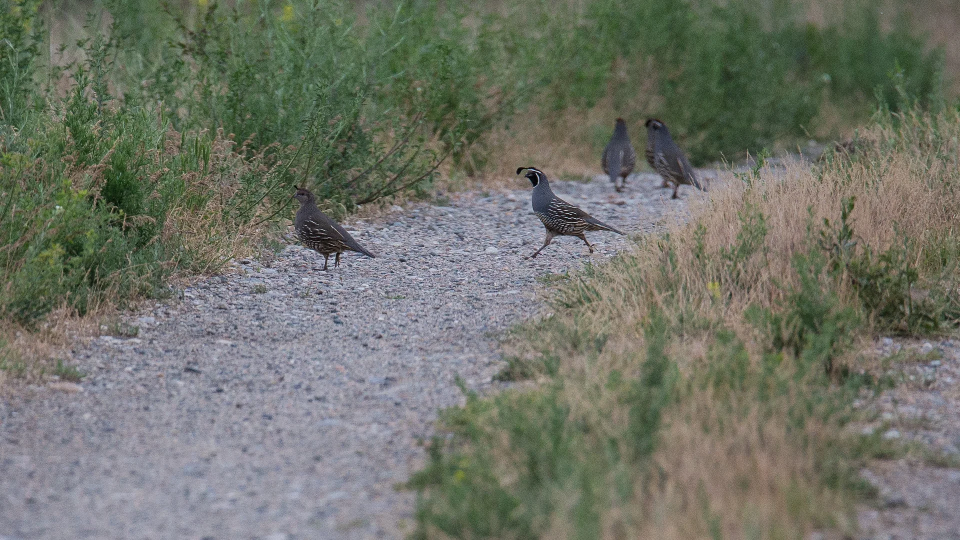 California Quail