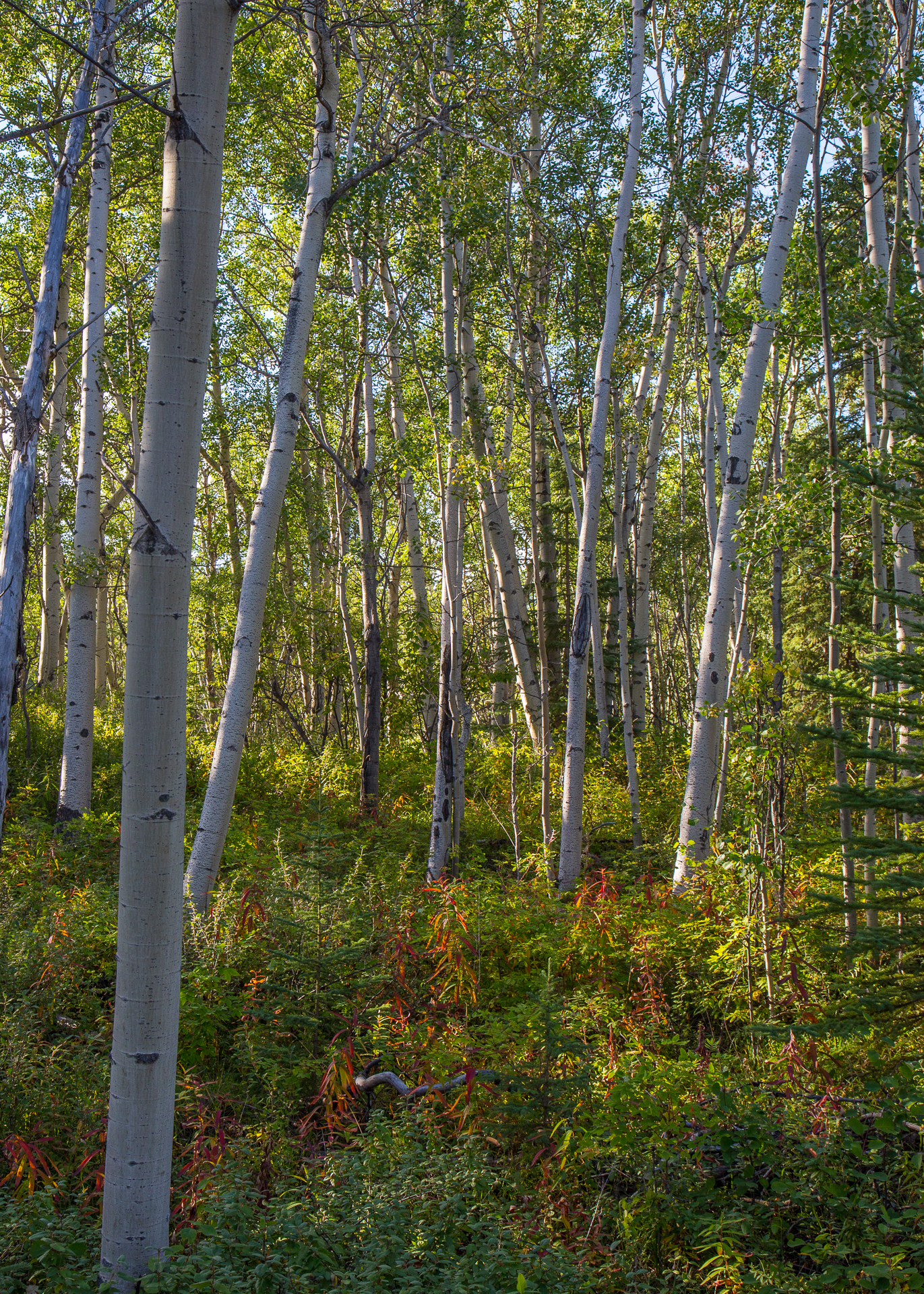 Yukon D5-19.jpg