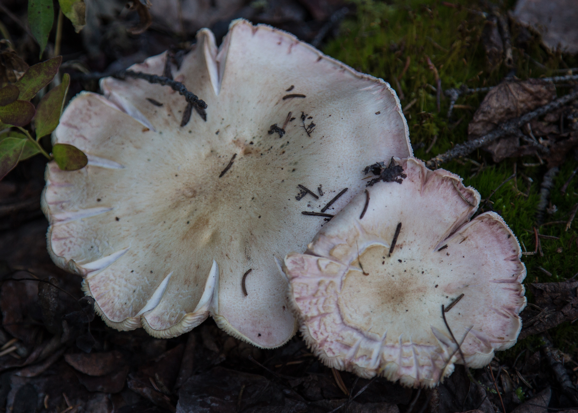 Yukon D5-25.jpg