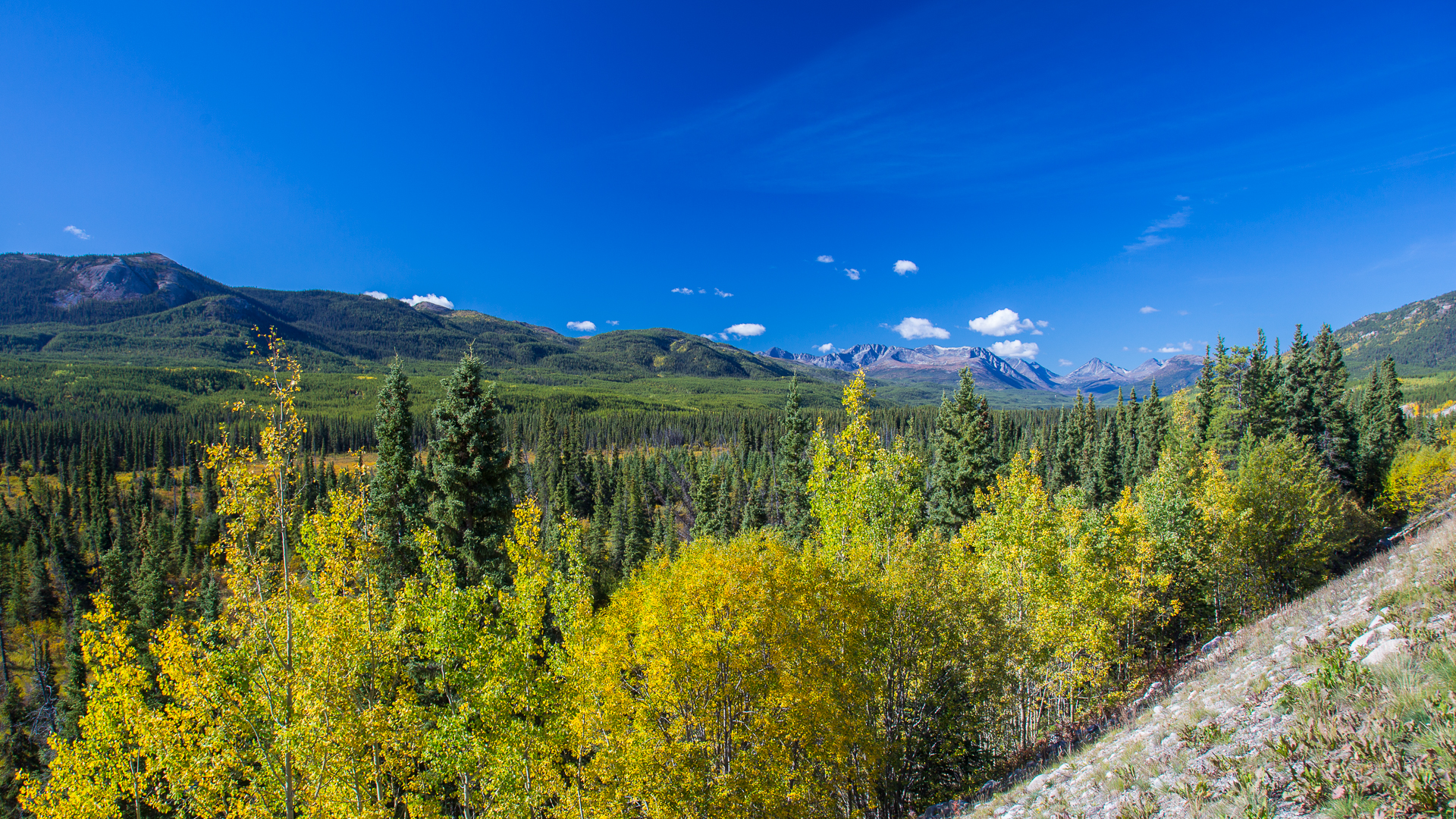 Fall colours in the Yukon