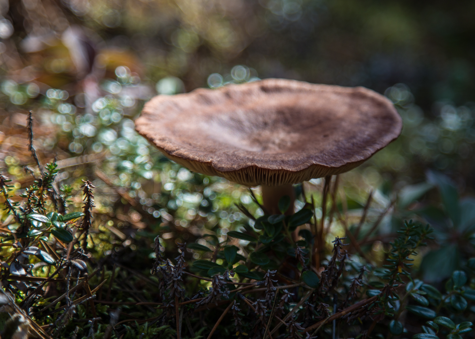 More mushrooms