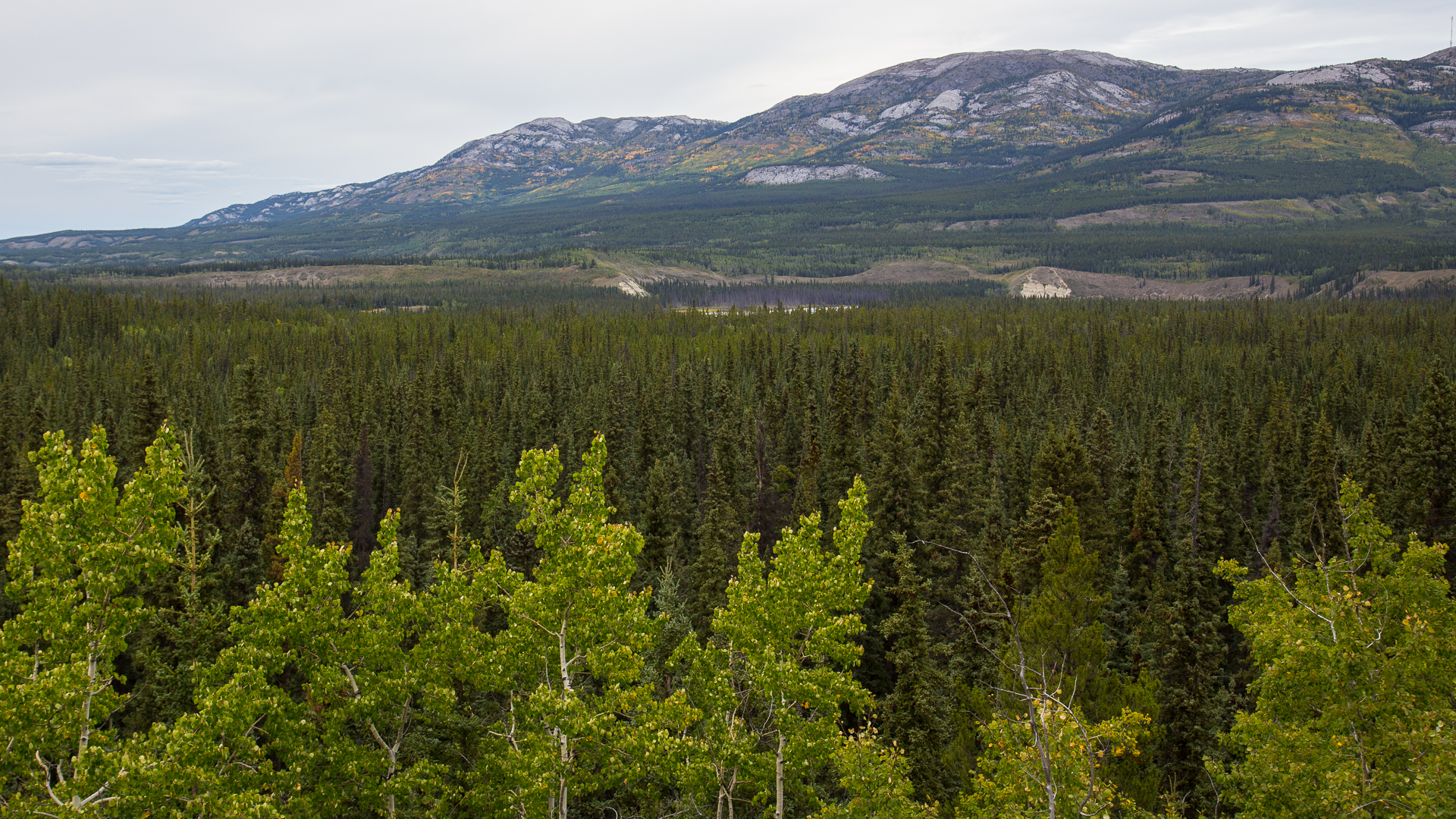 Whitehorse colours