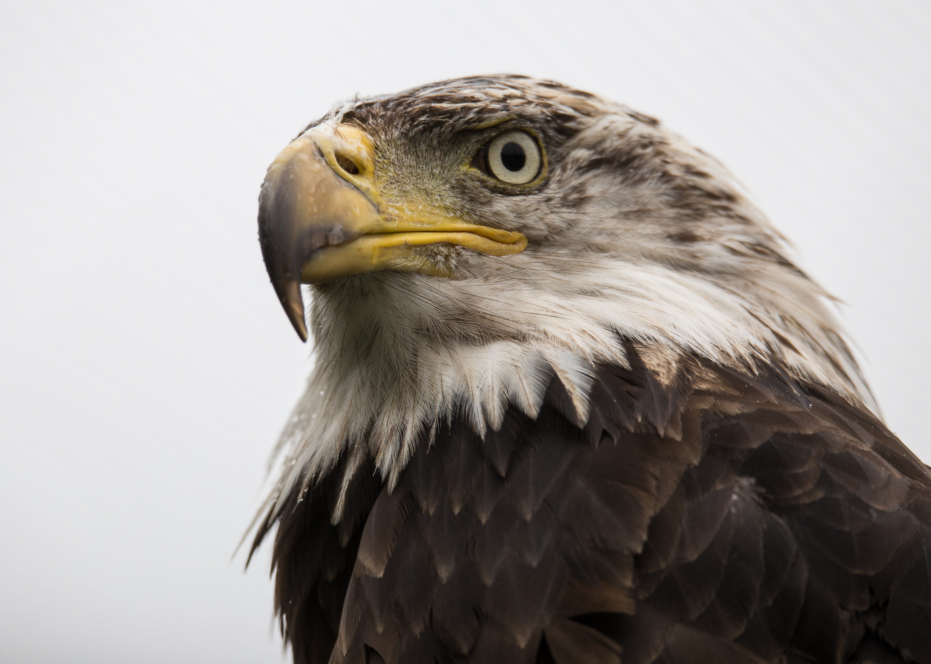 Yukon D7-18.jpg