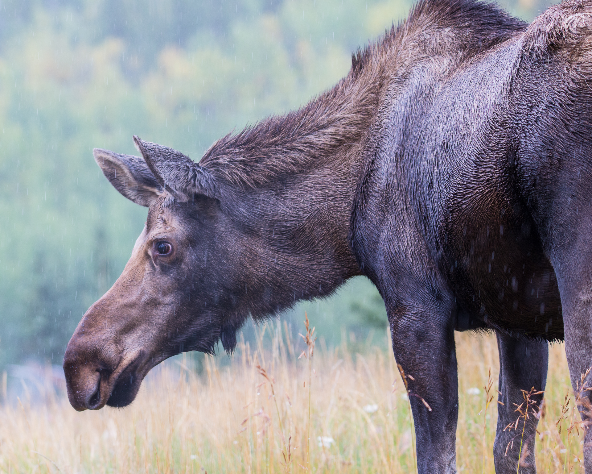Yukon D7-21.jpg