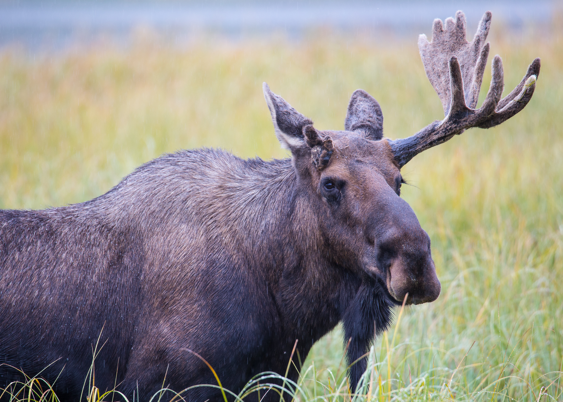 Yukon D7-26.jpg