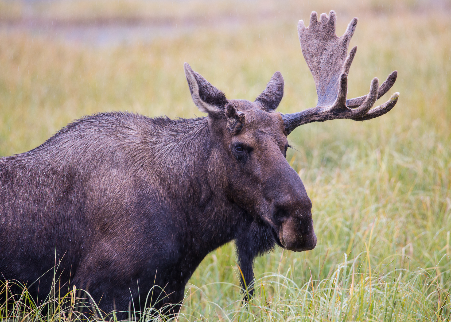 Yukon D7-28.jpg