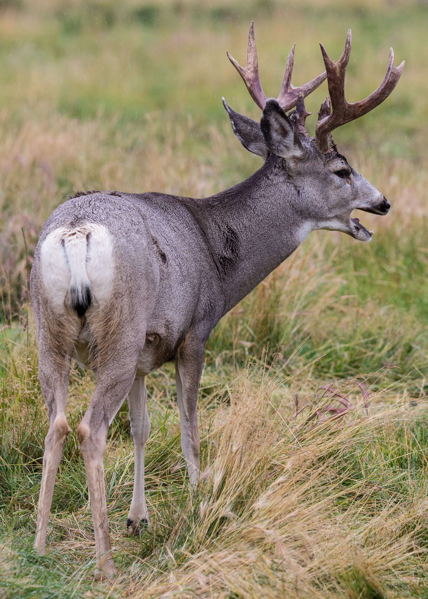 Yukon D7-31.jpg