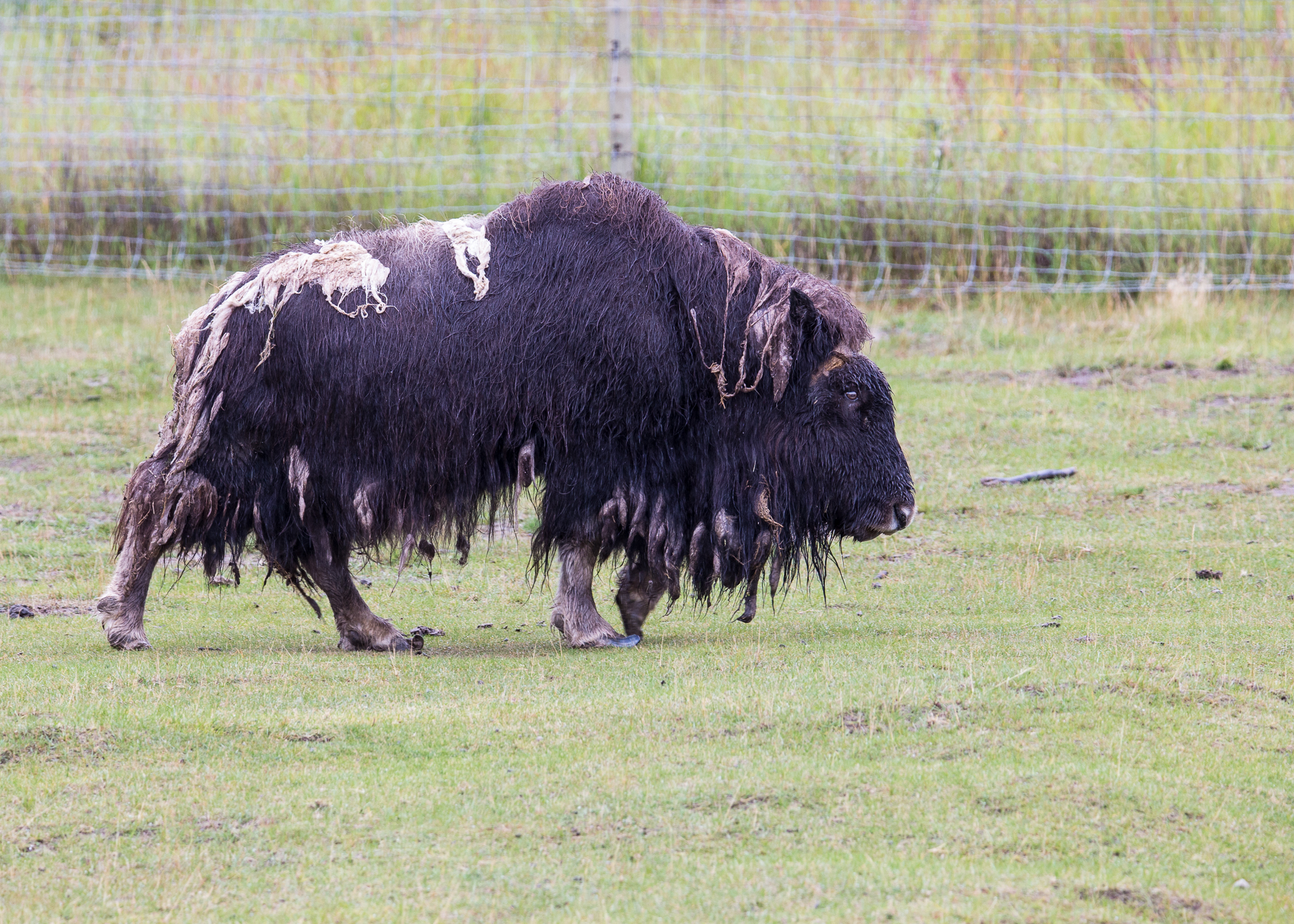 Yukon D7-36.jpg