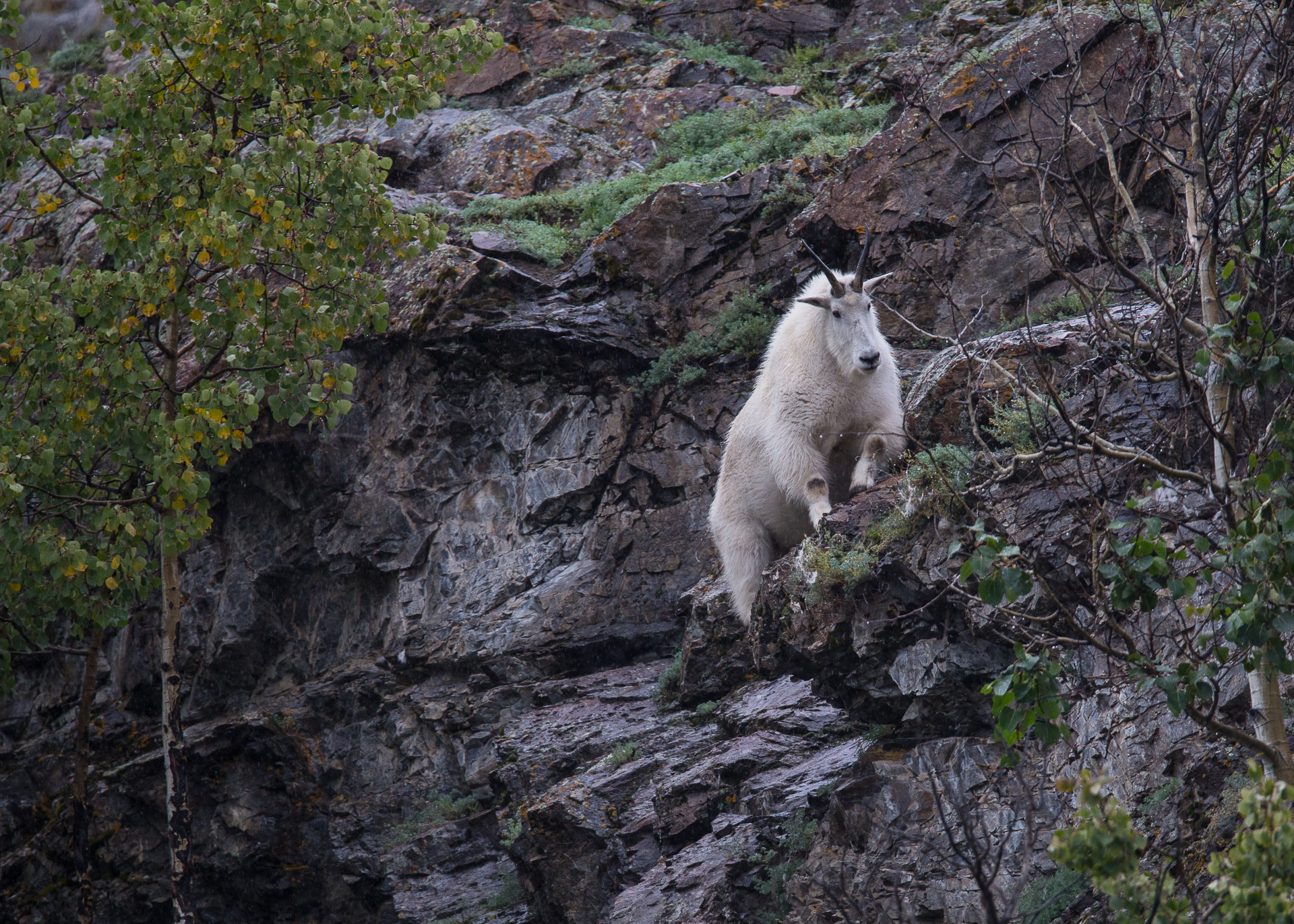 Yukon D7-45.jpg