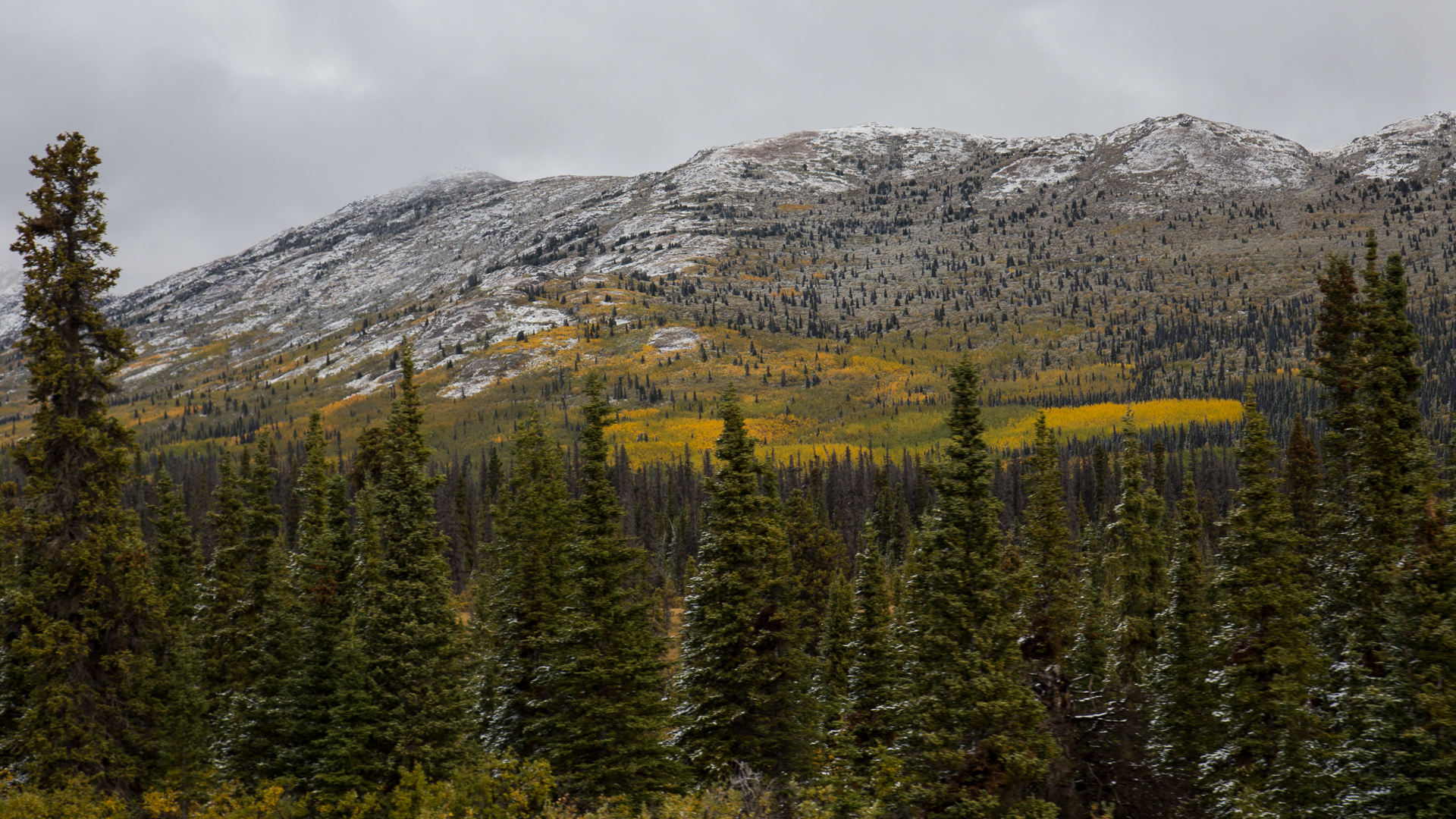 Yukon D9-12.jpg