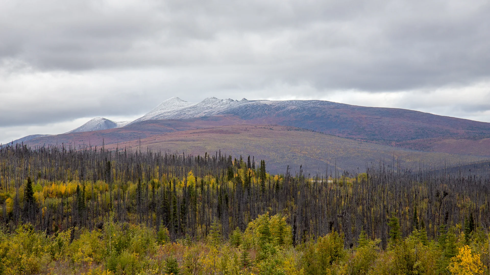 Yukon D10-7.jpg
