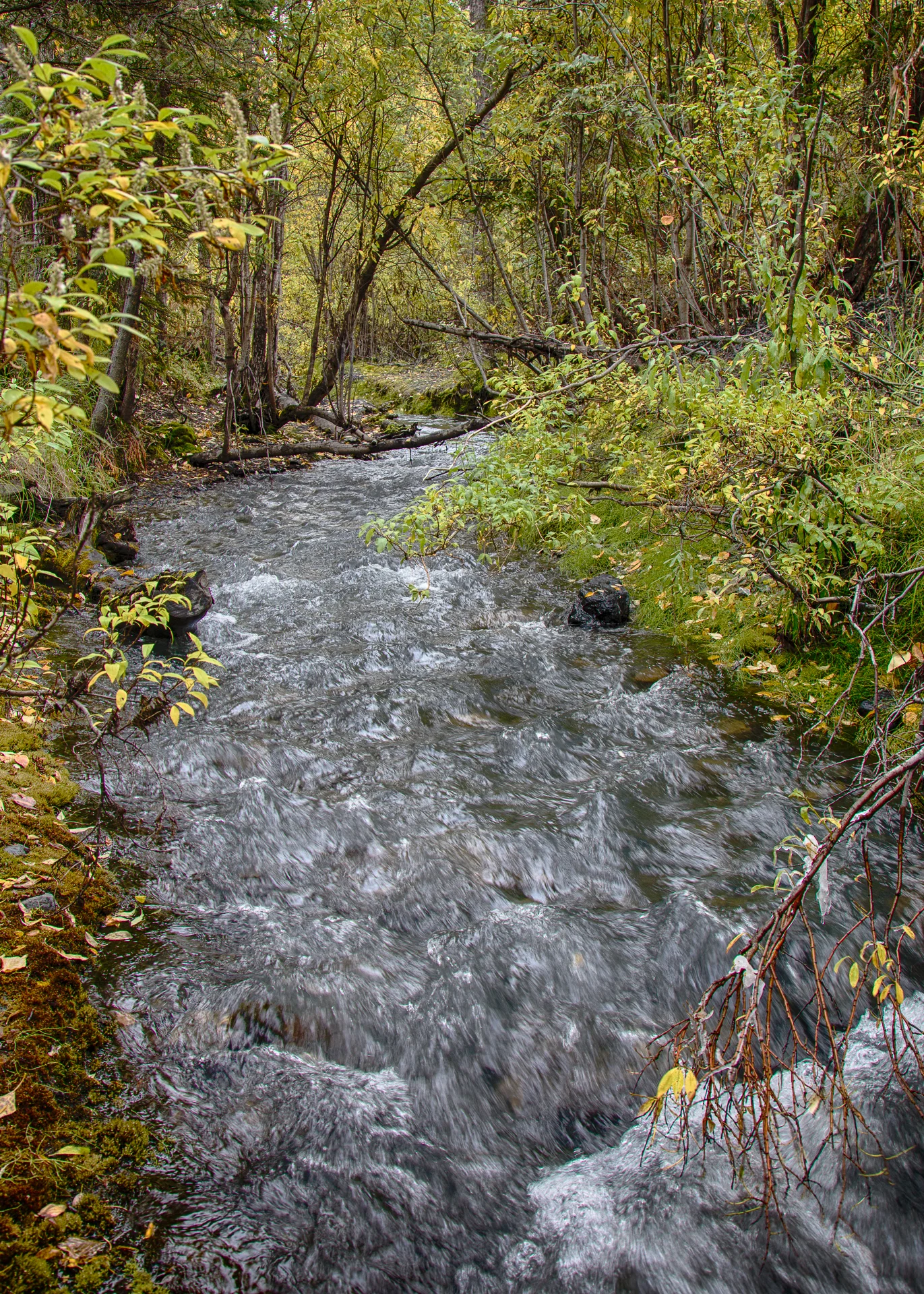 Yukon D11-35.jpg