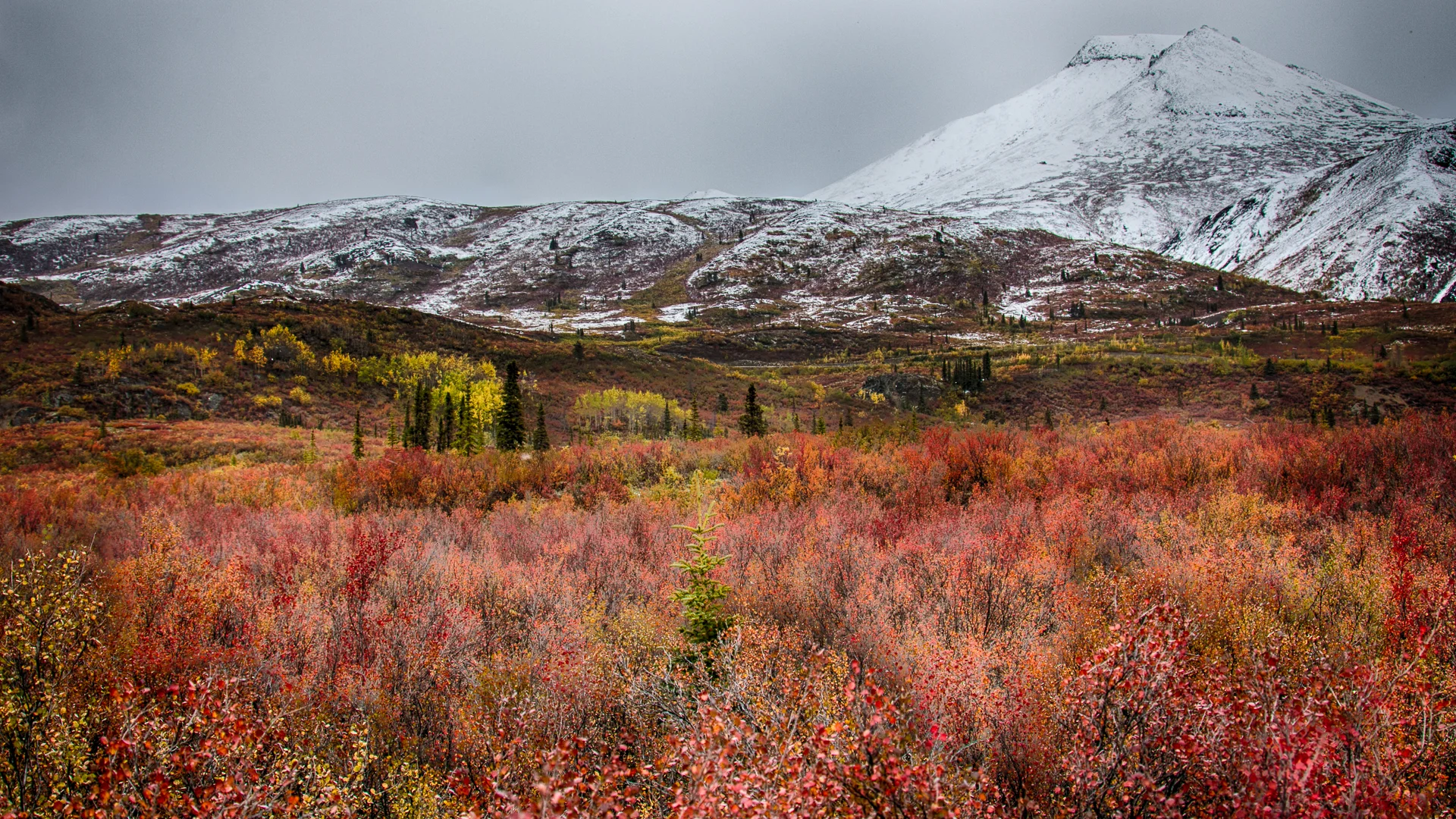 Yukon D11-55.jpg